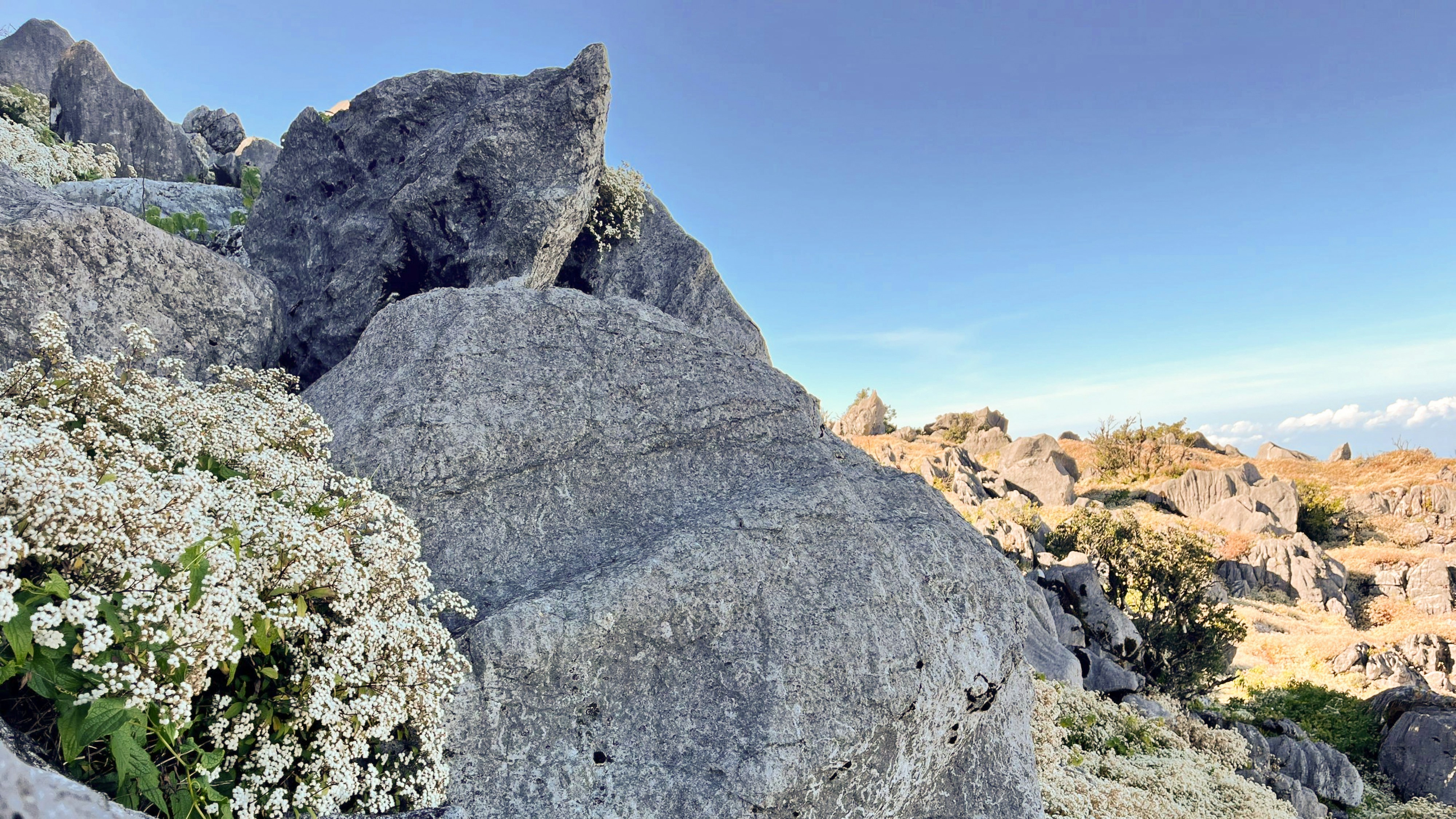 A mountain with rocks and flowers growing out of it photo – Free Rock ...