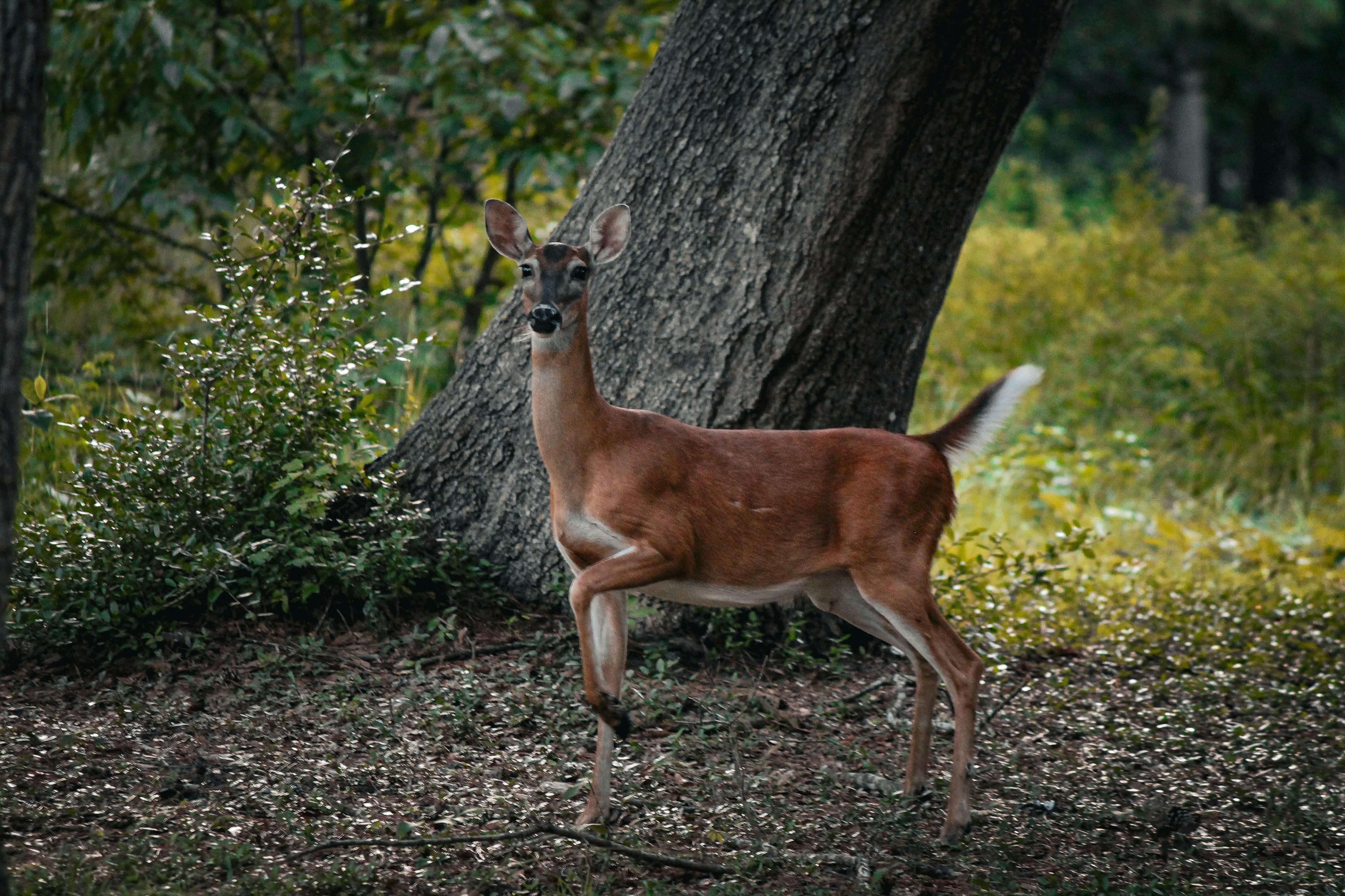 Photo by nick_kissam