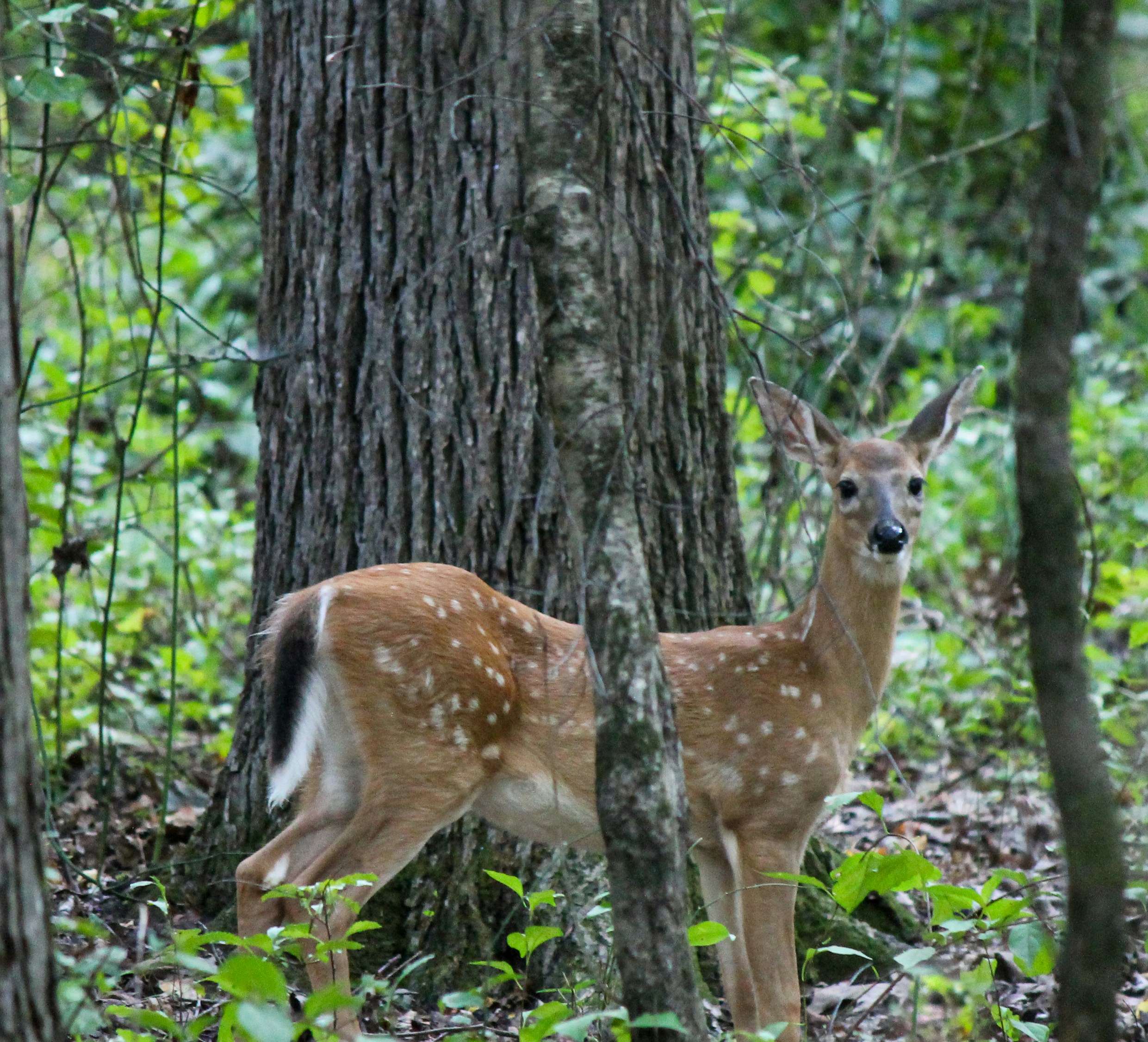 Photo by nick_kissam