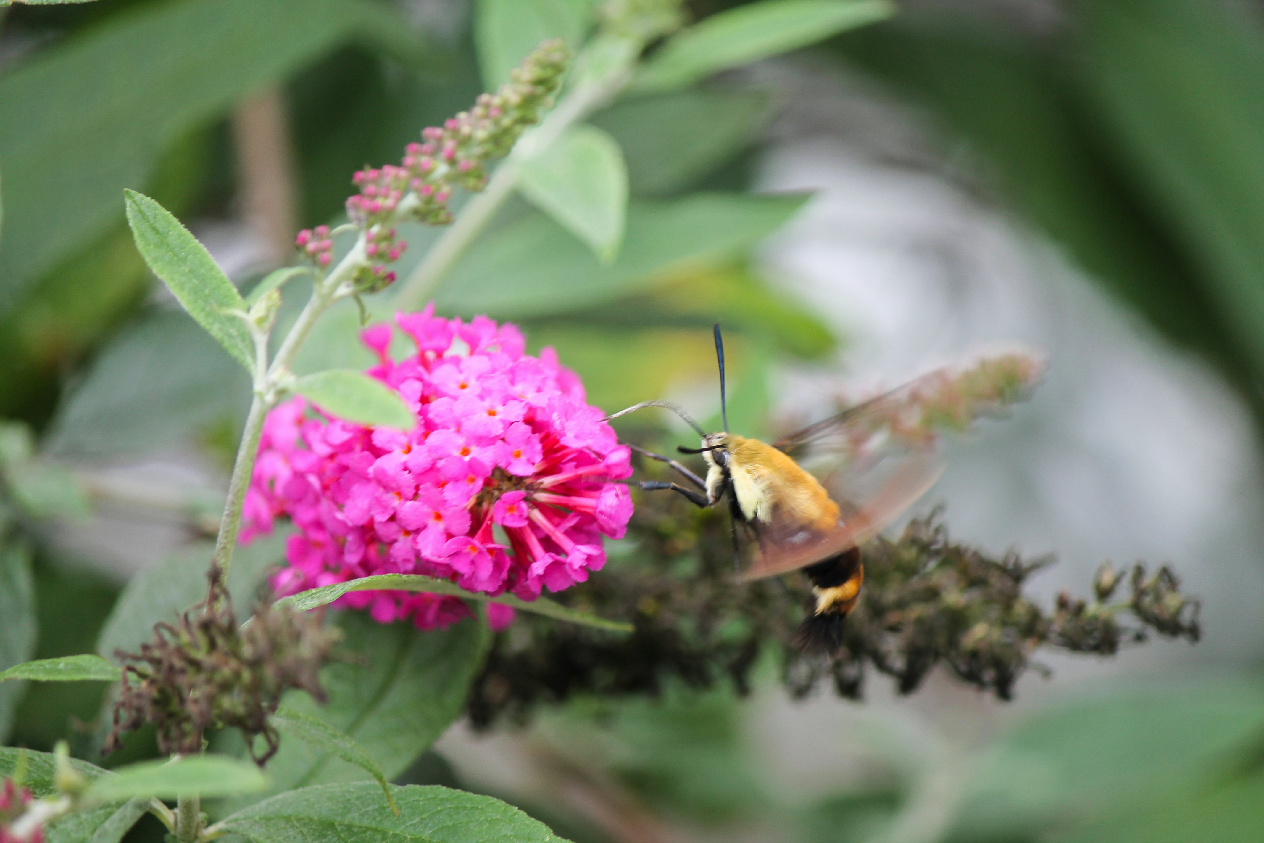 Photo by nick_kissam