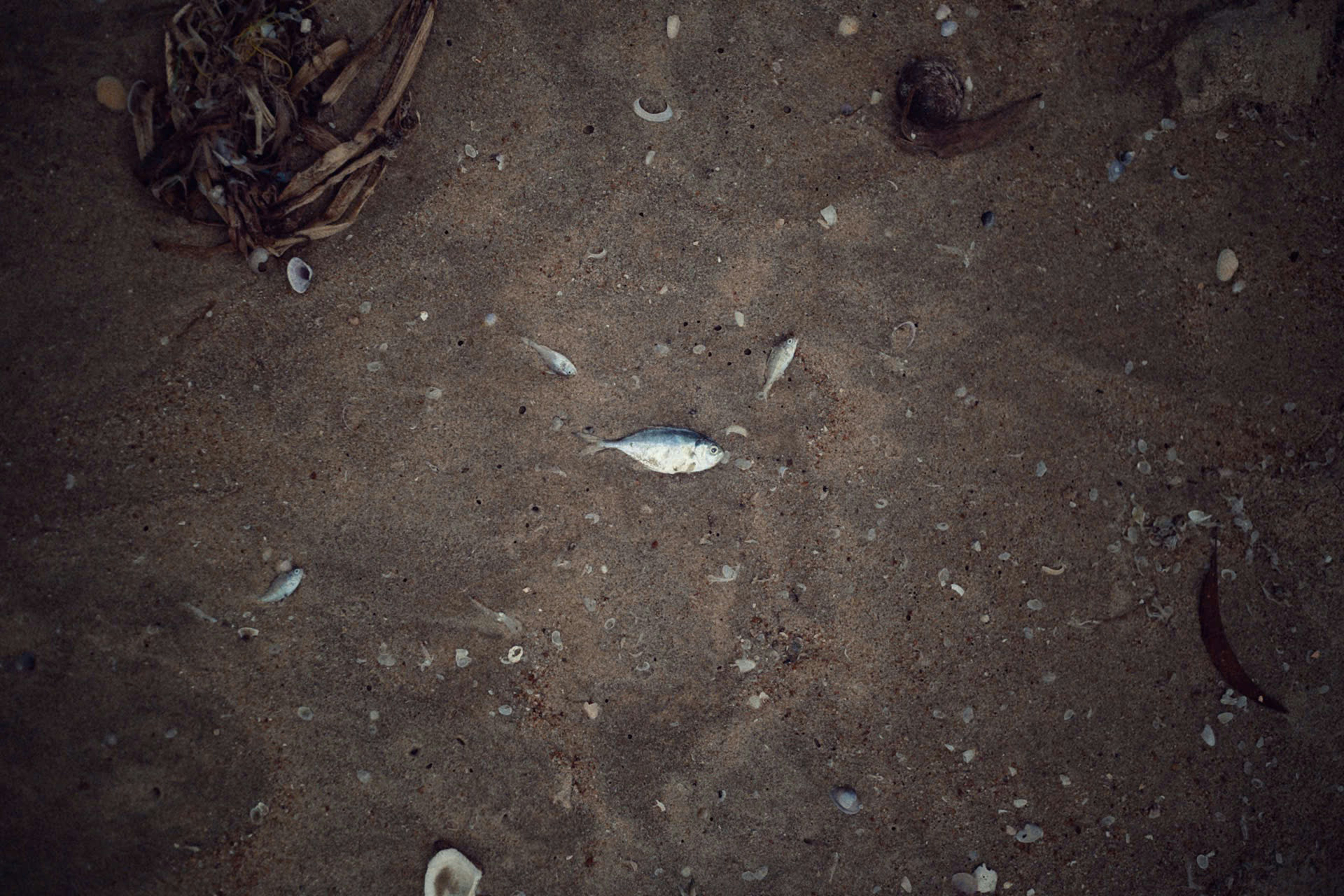 Kiinanmuuri
