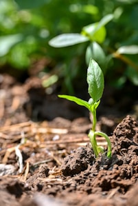 A young plant sprouts from the ground in a garden
