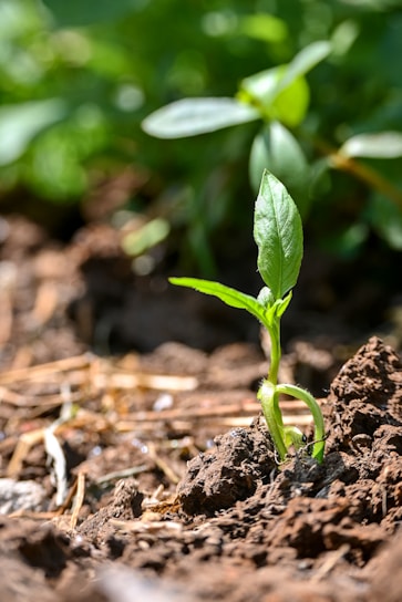 A young plant sprouts from the ground in a garden