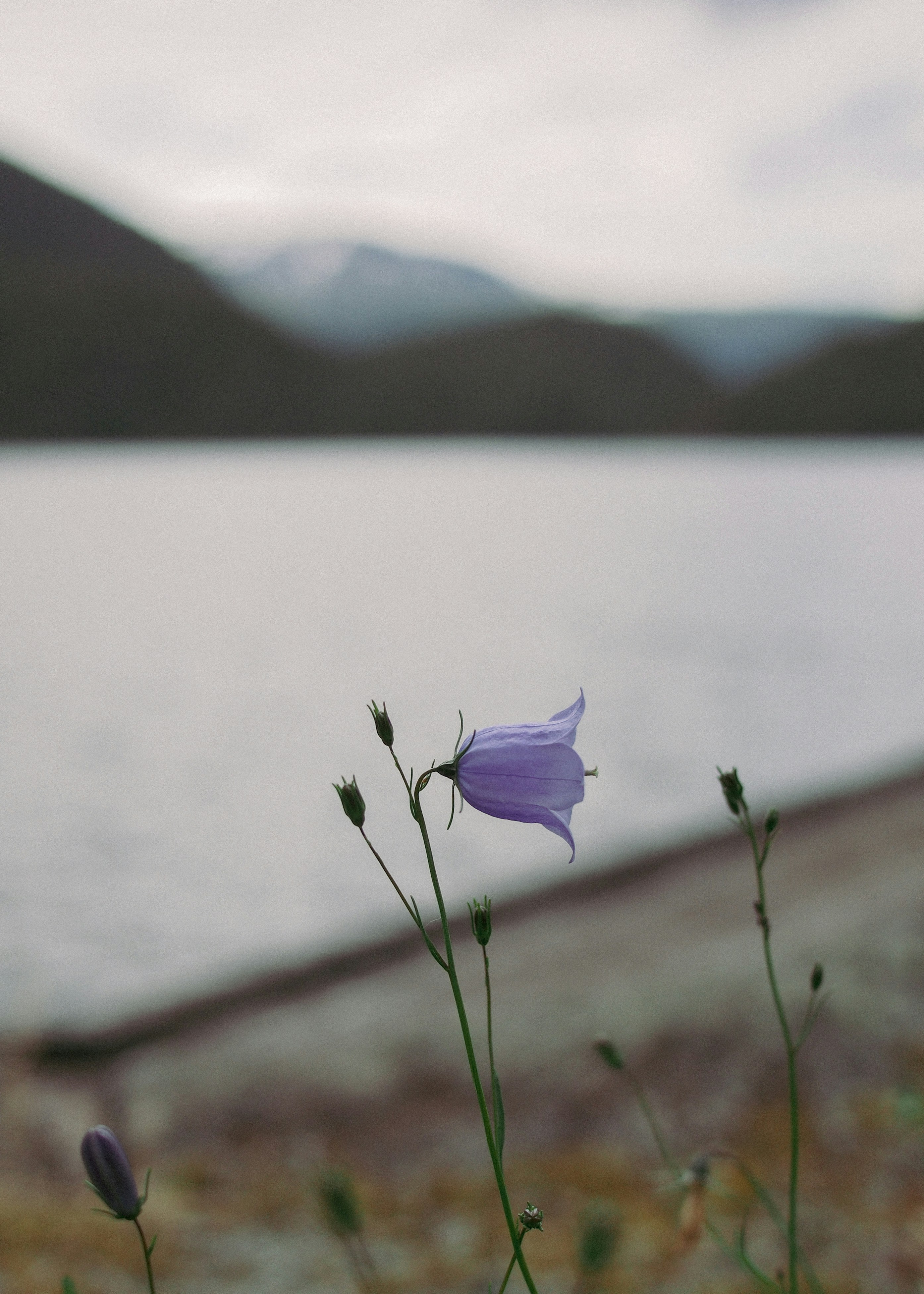 A purple flower sitting next to a body of water
