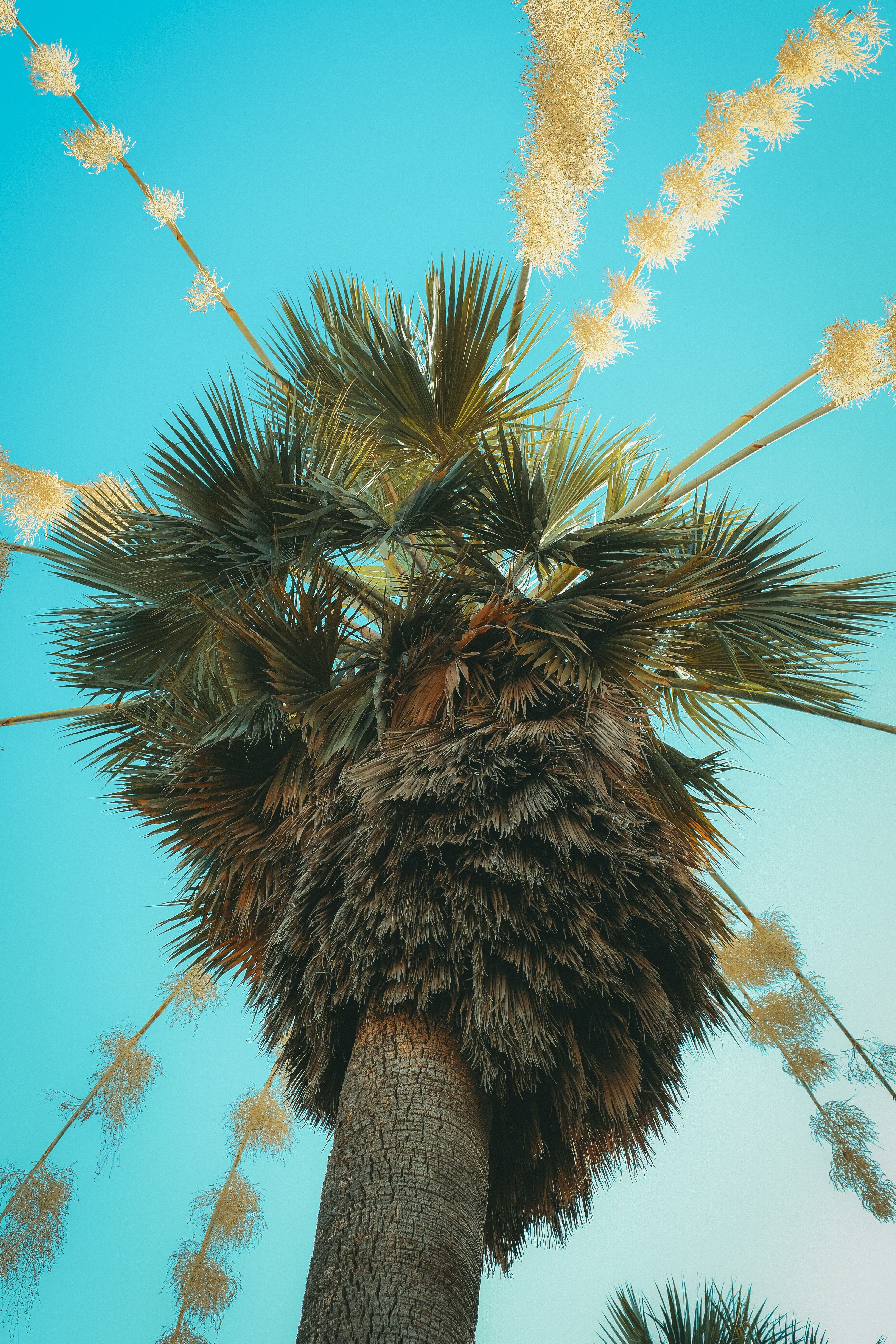 Eine Palme mit blauem Himmel im Hintergrund