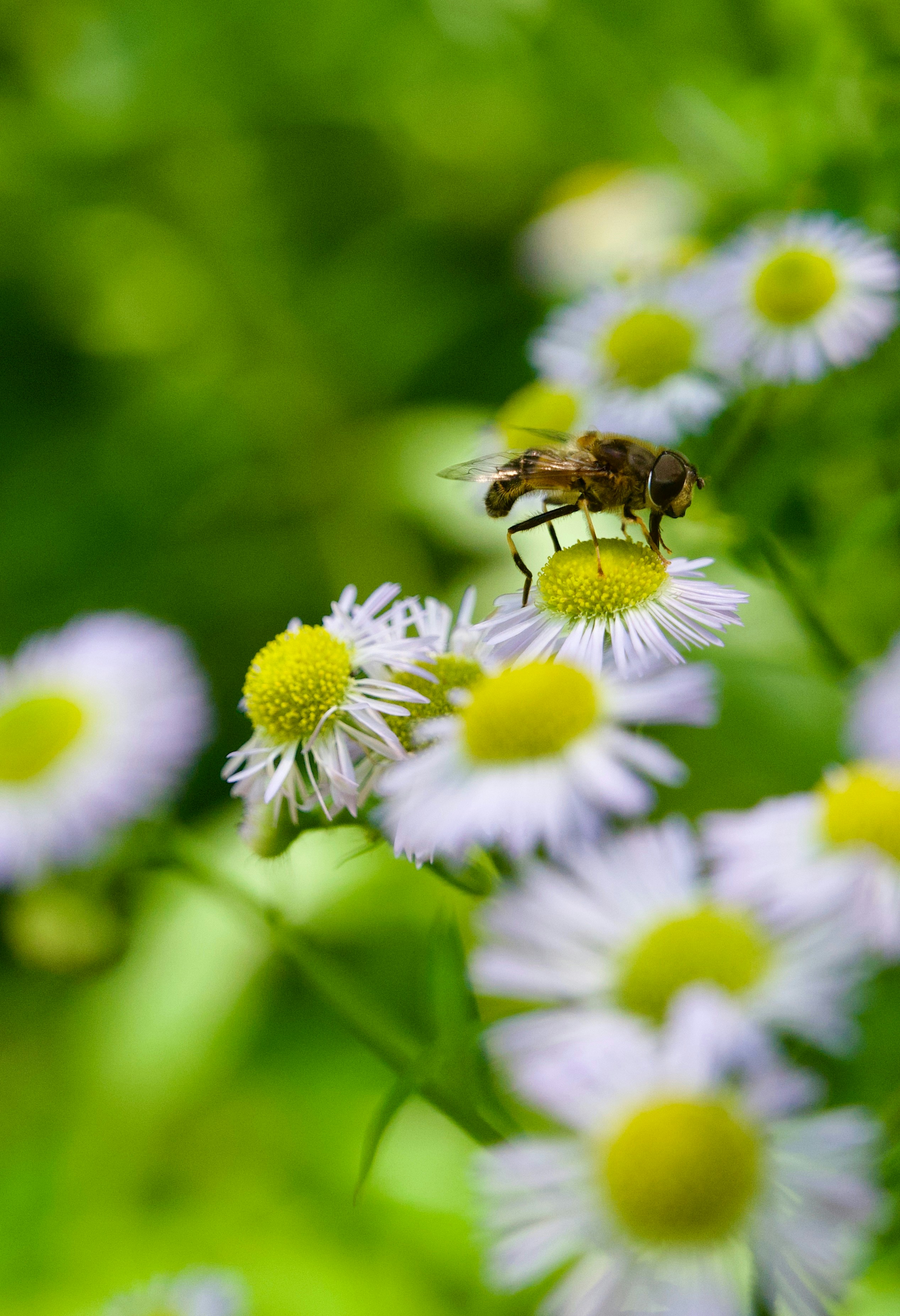 Photo by robert_inze