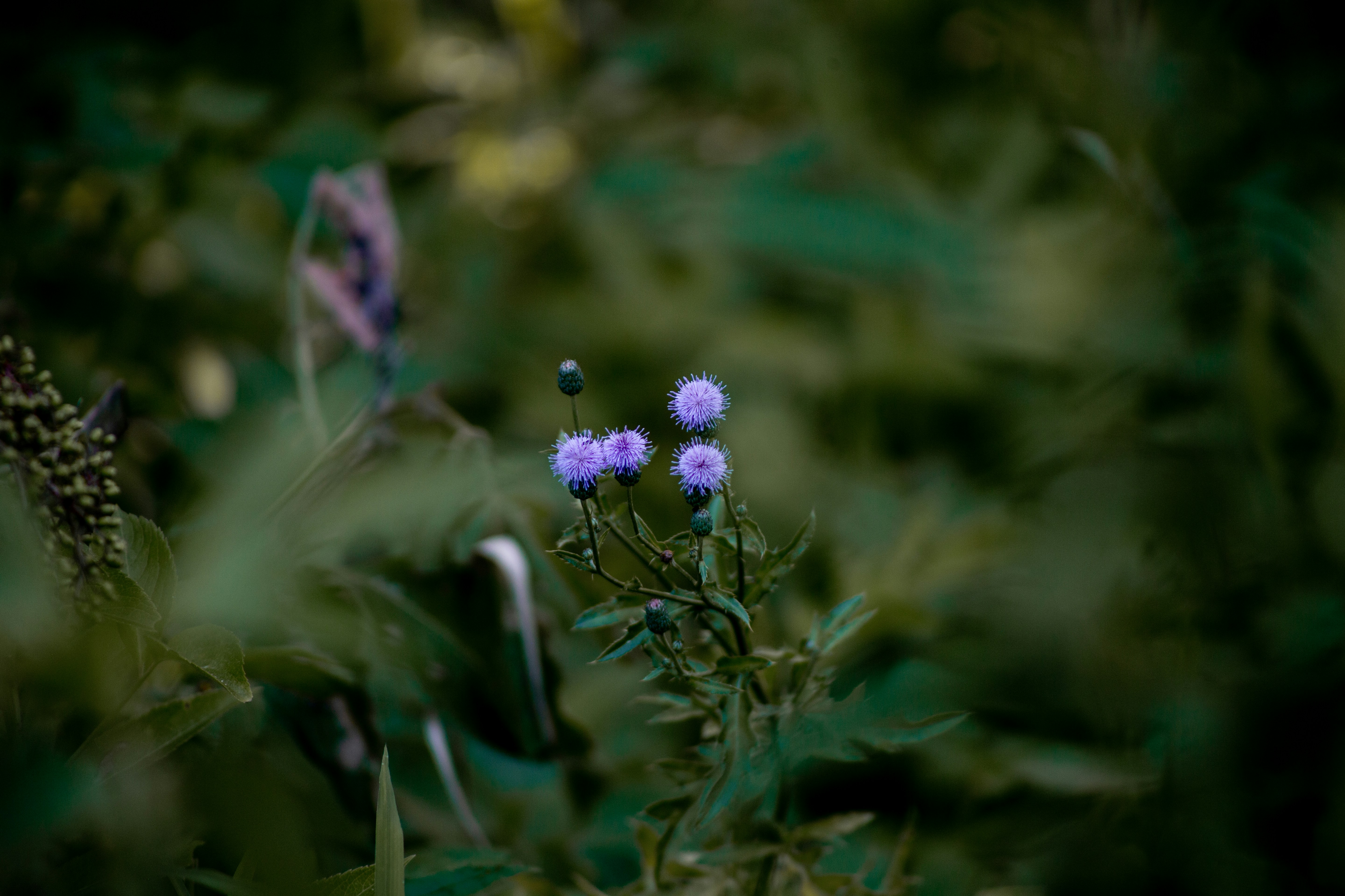 Photo by briannakari