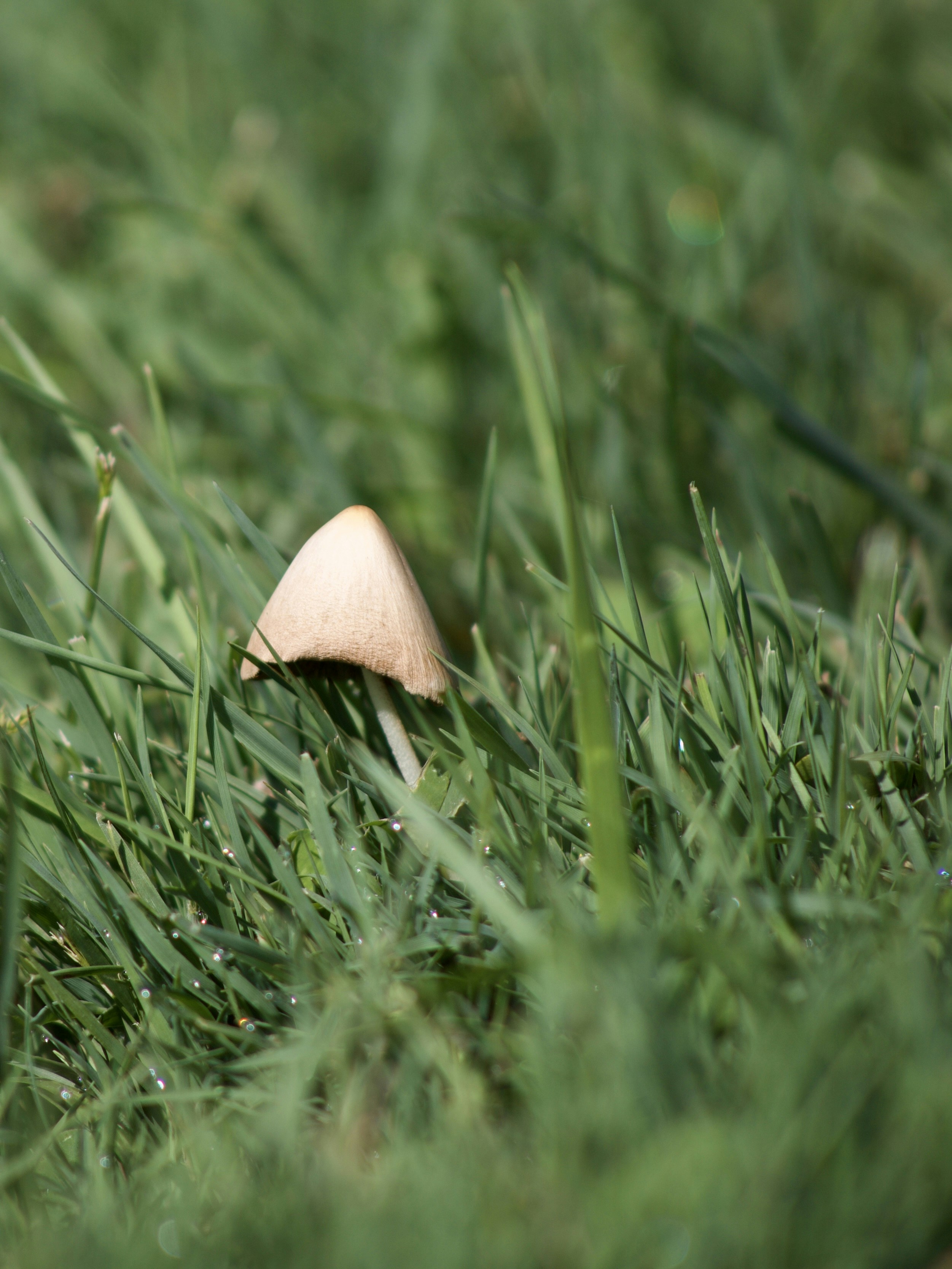 A small mushroom sitting on top of a lush green field