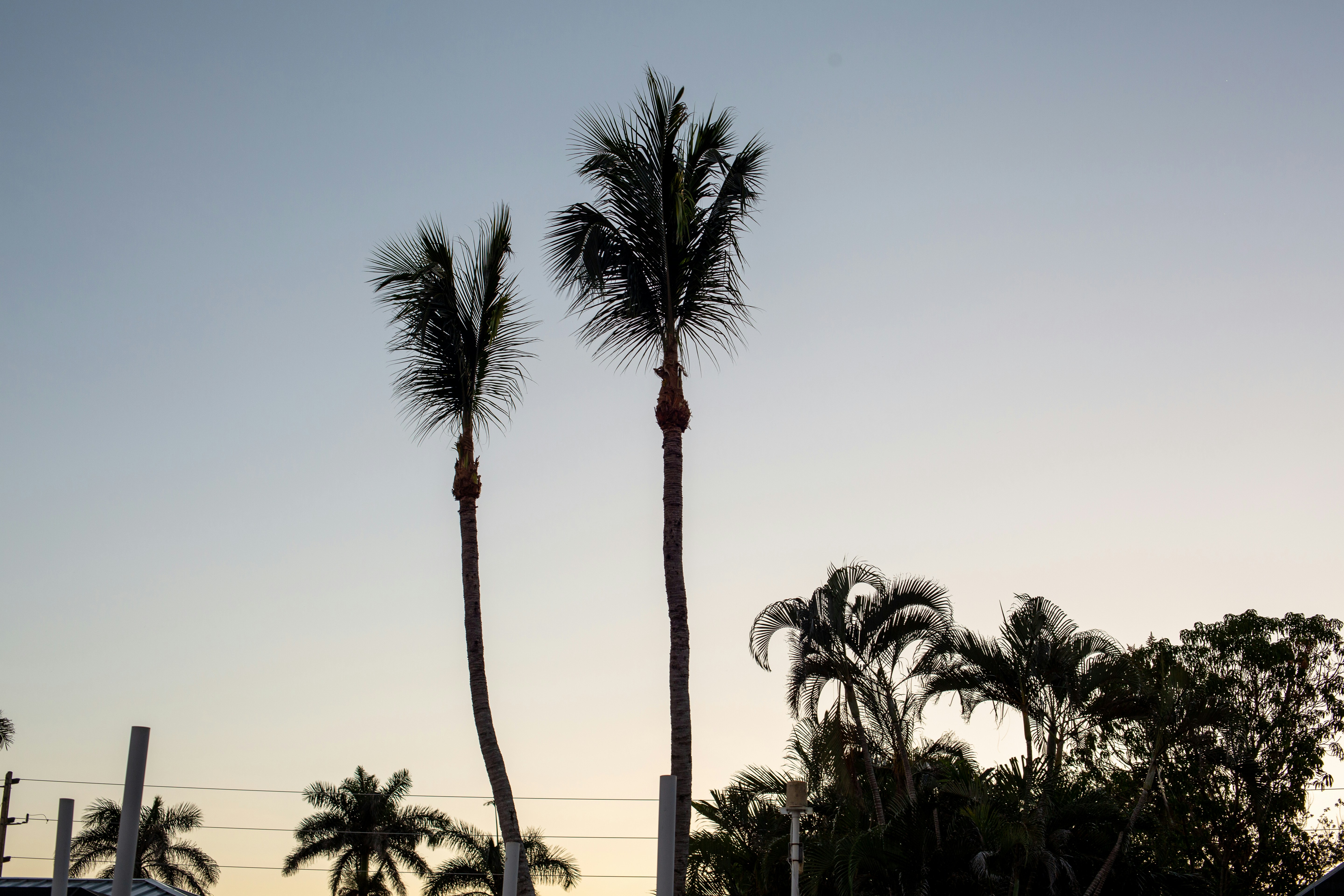 A couple of palm trees sitting next to each other
