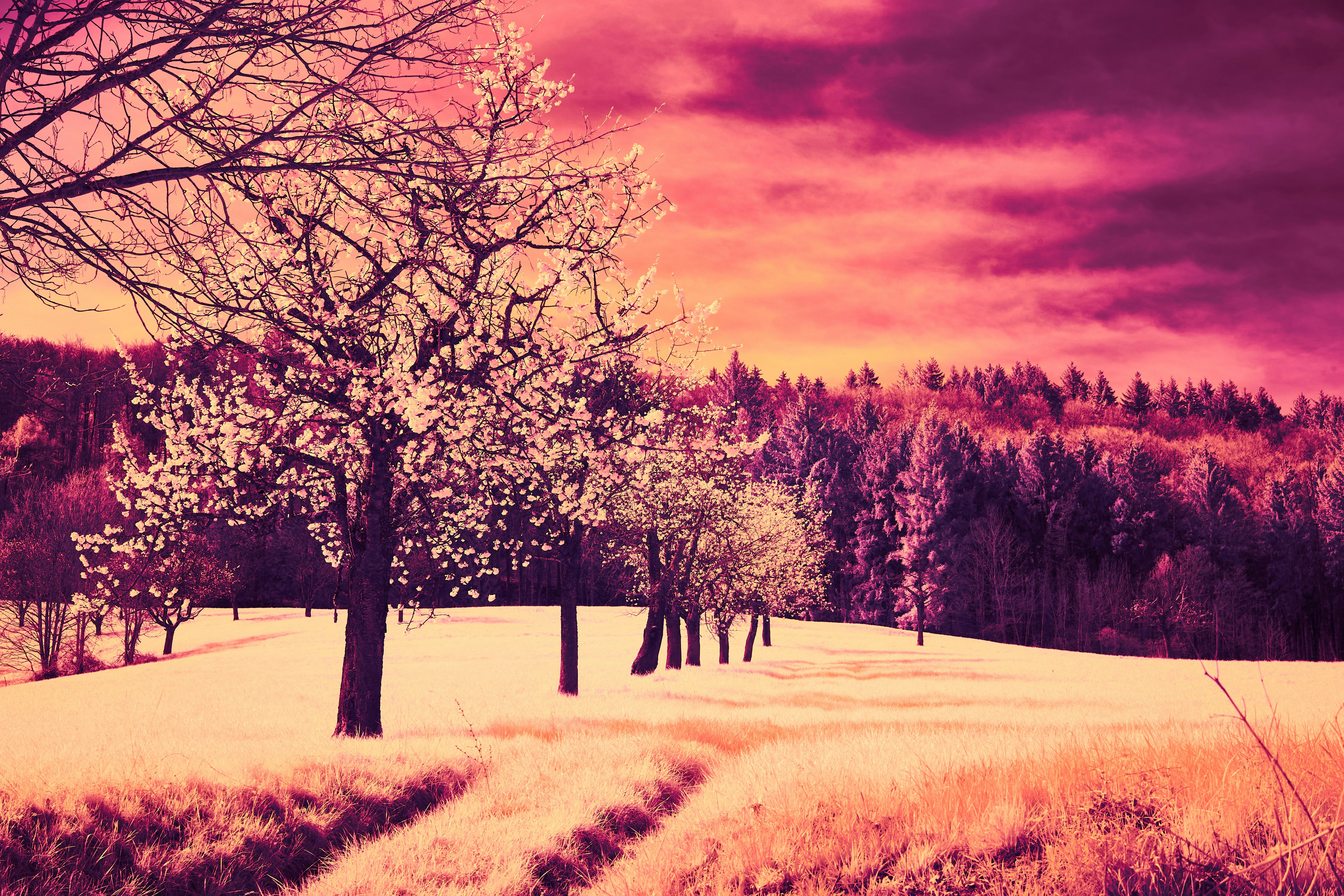 Photo by wolfgang_hasselmann