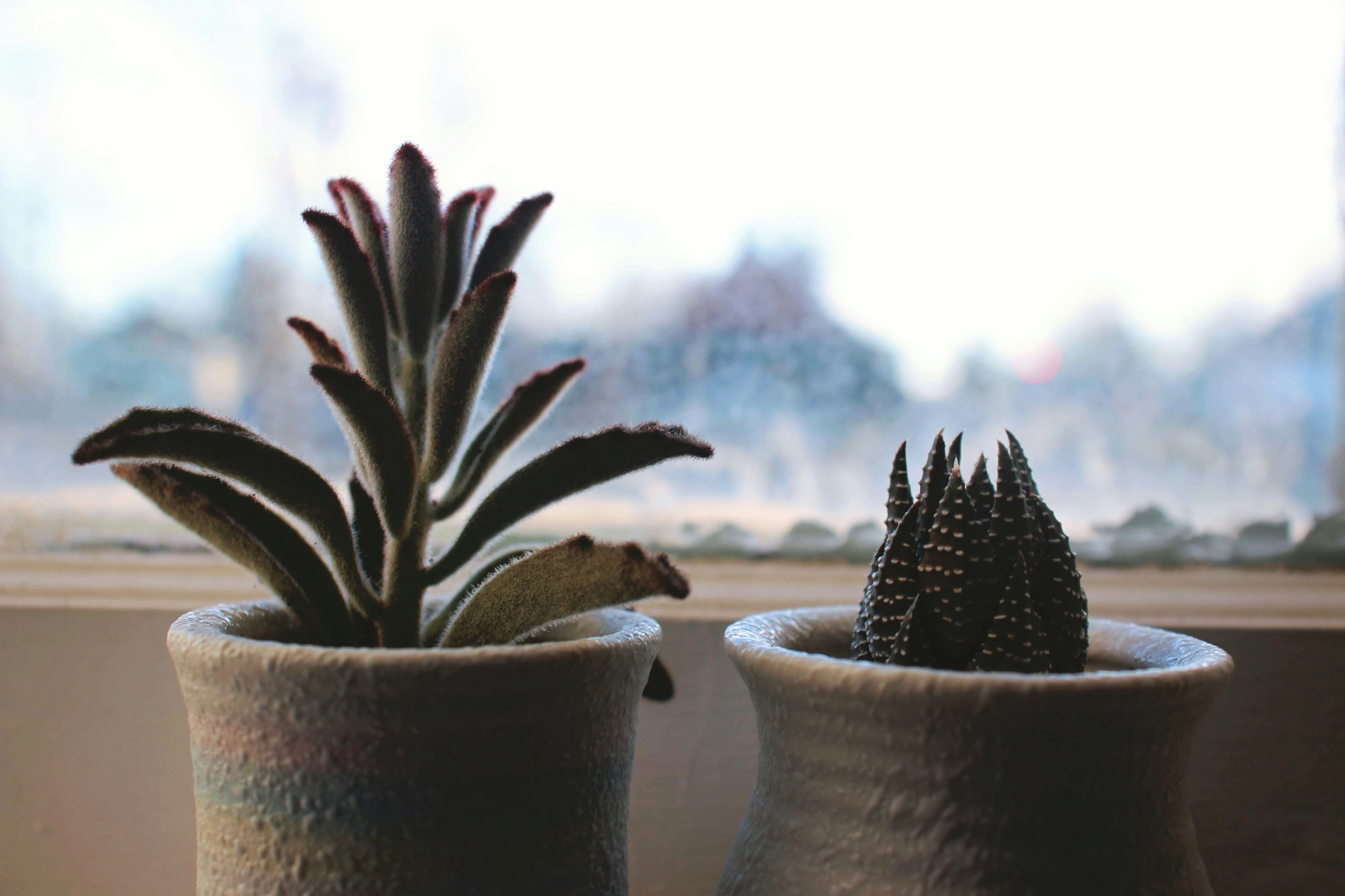 A variety of colorful flowers and herbs planted together in a garden bed.