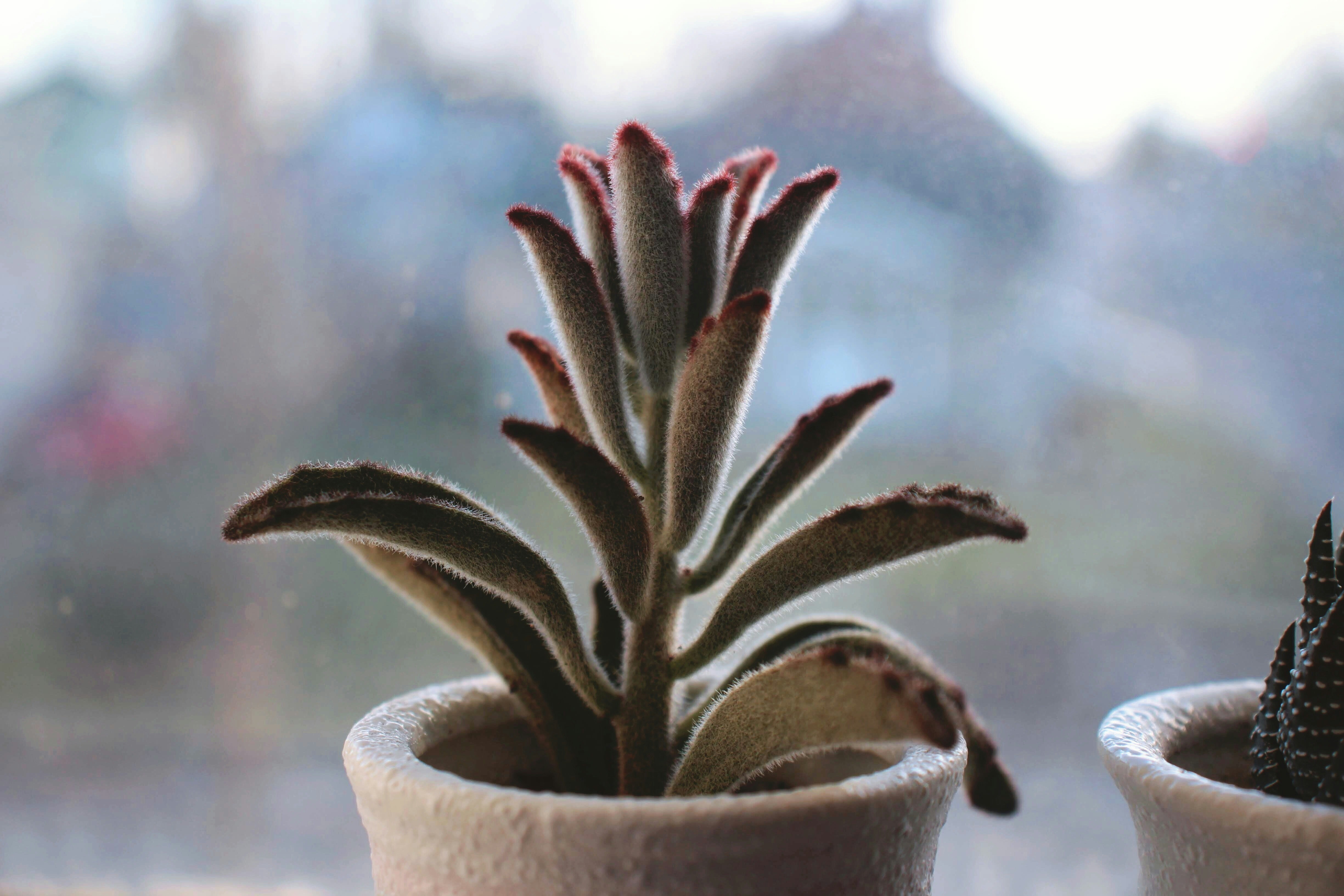 Two potted plants sitting next to each other on a window sill