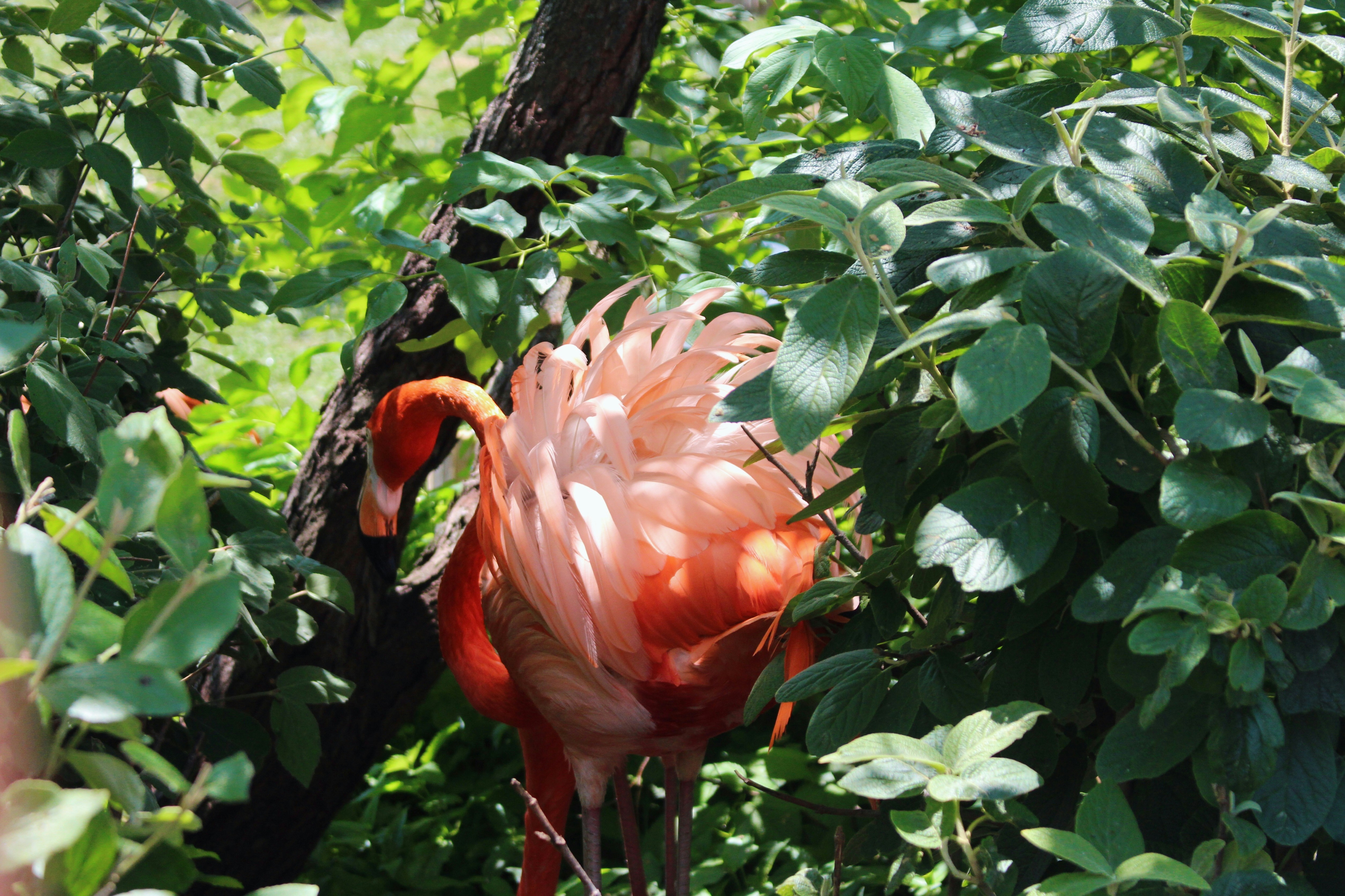 A pink flamingo standing in a lush green forest
