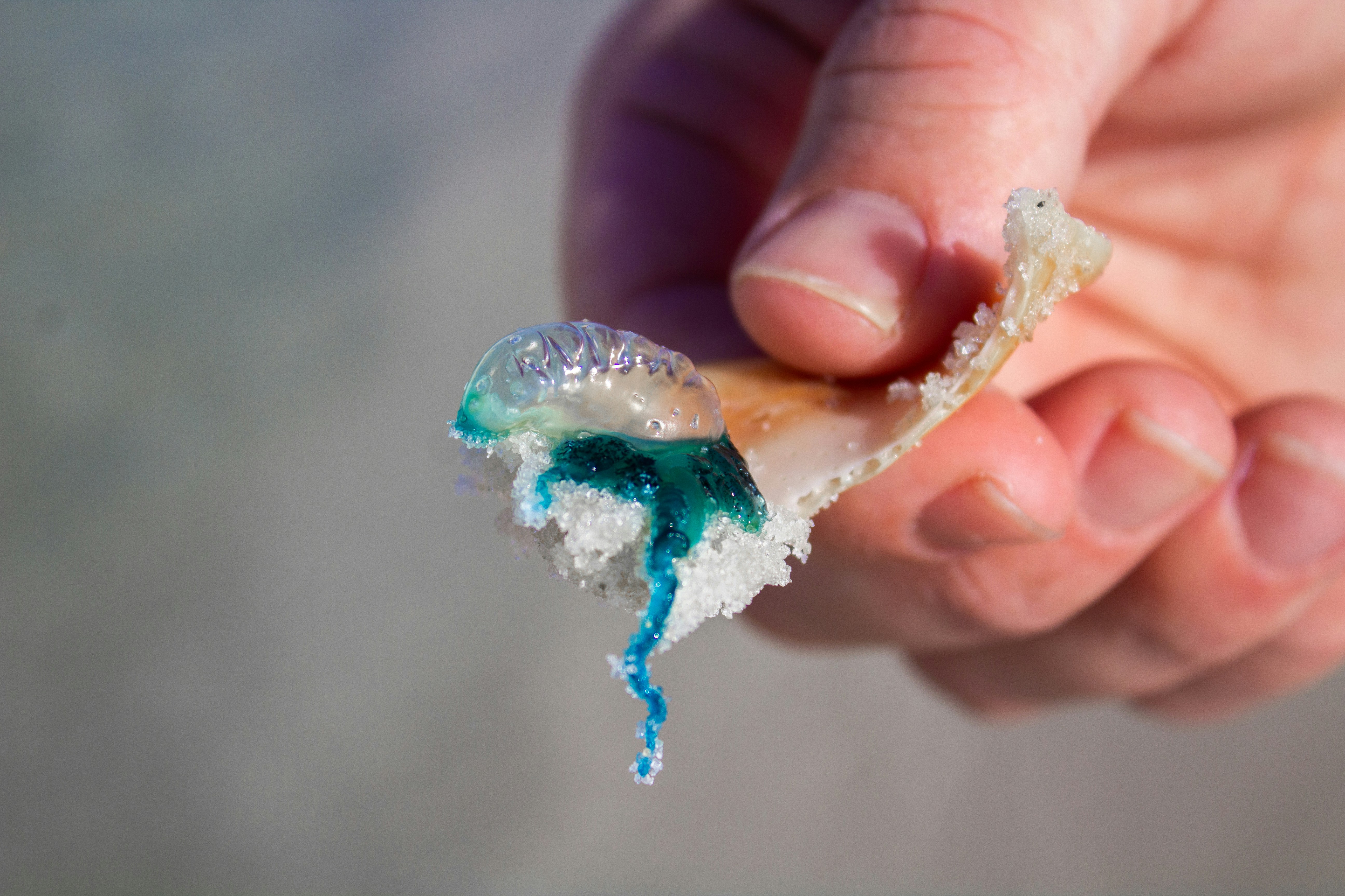 A person holding a piece of food in their hand