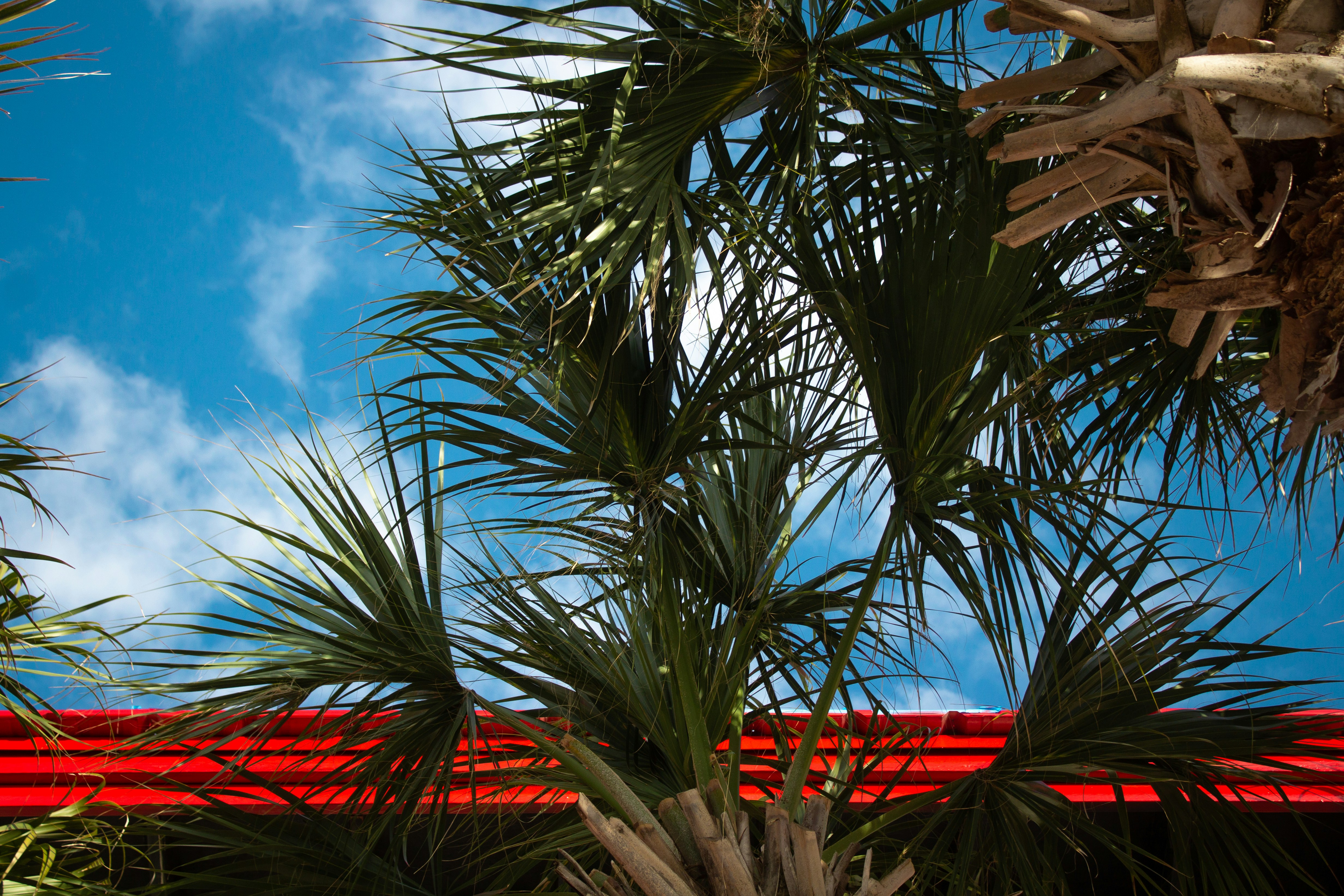 A palm tree with a red structure in the background