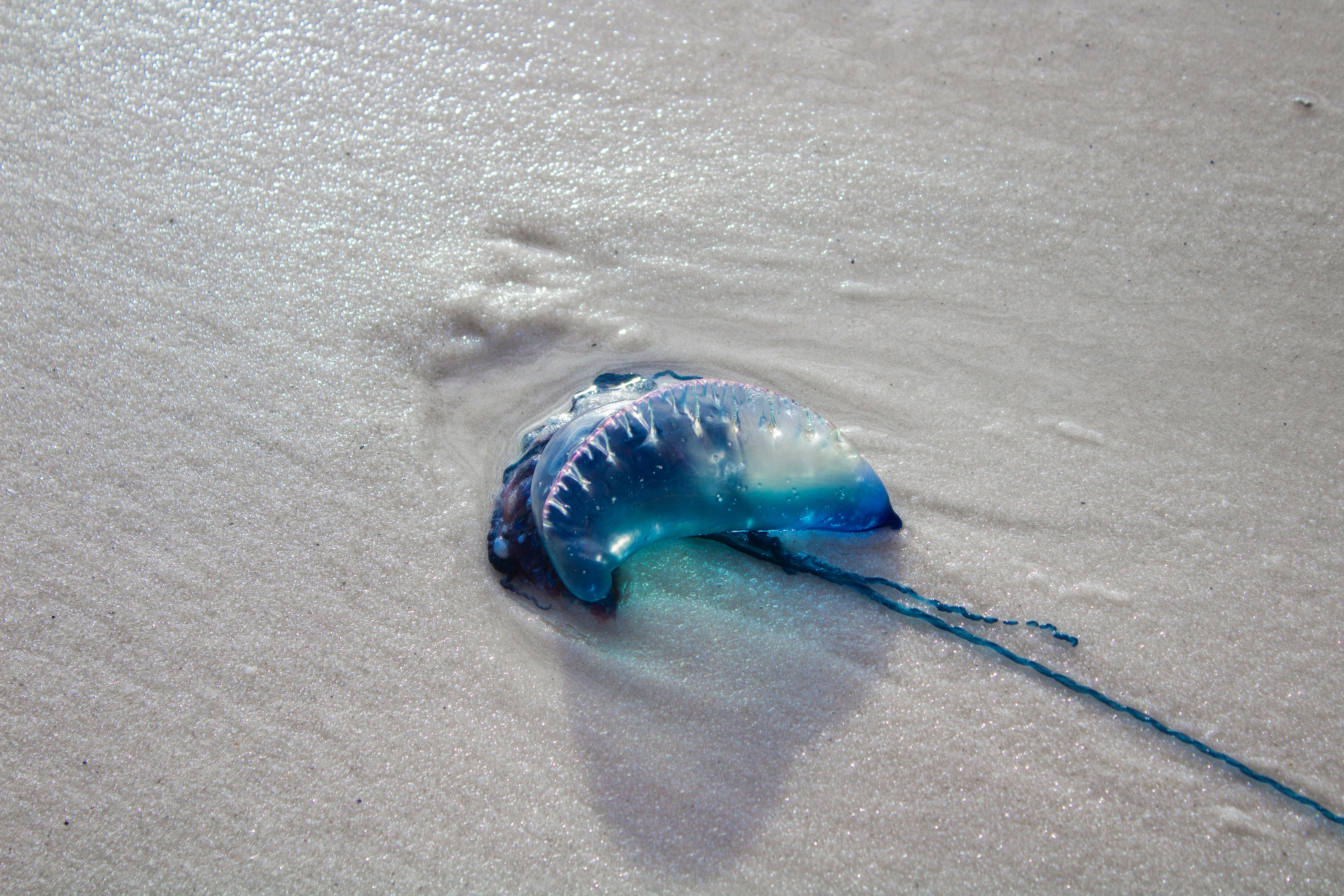 A blue and white object laying on top of a sandy beach