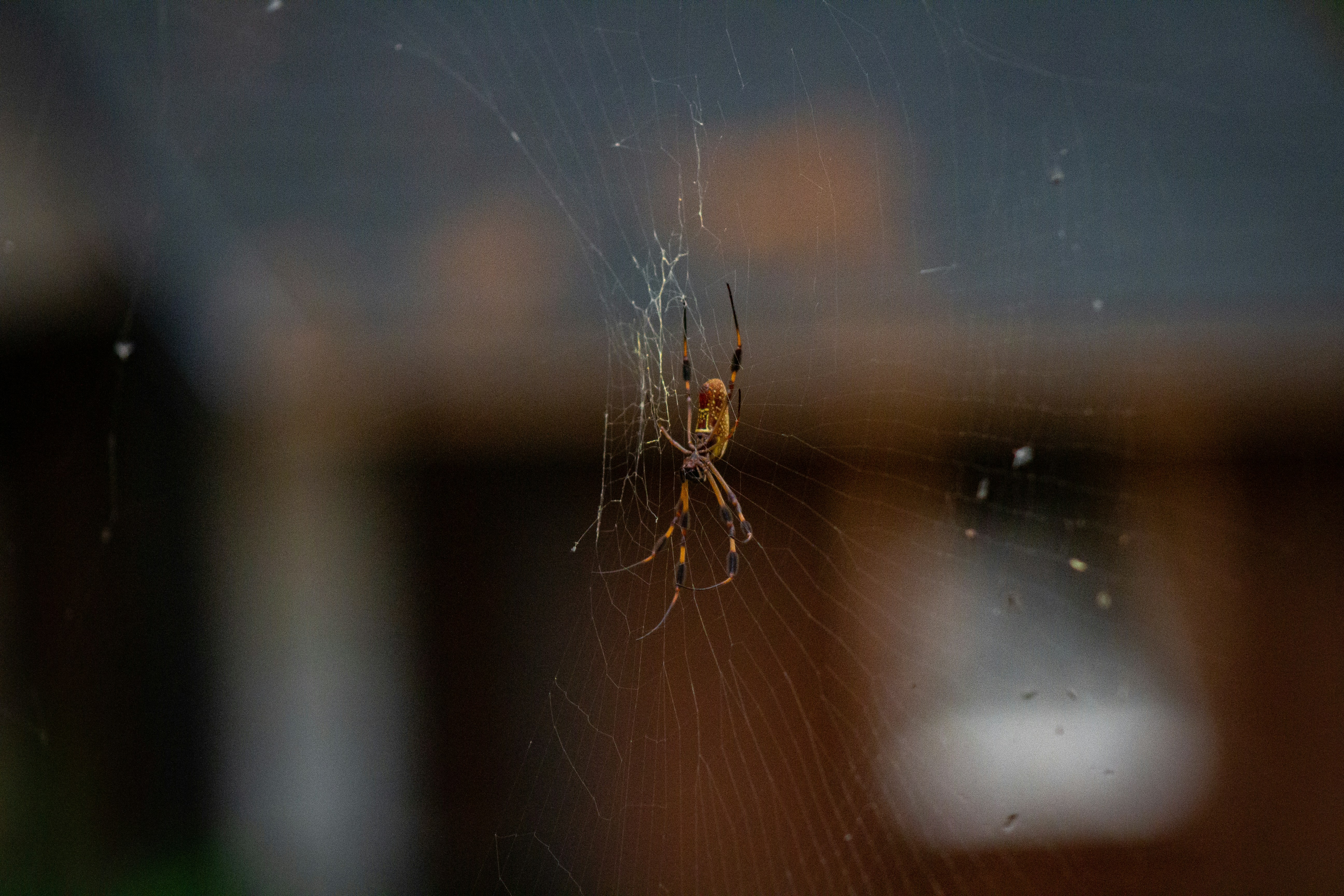 A close up of a spider on a web