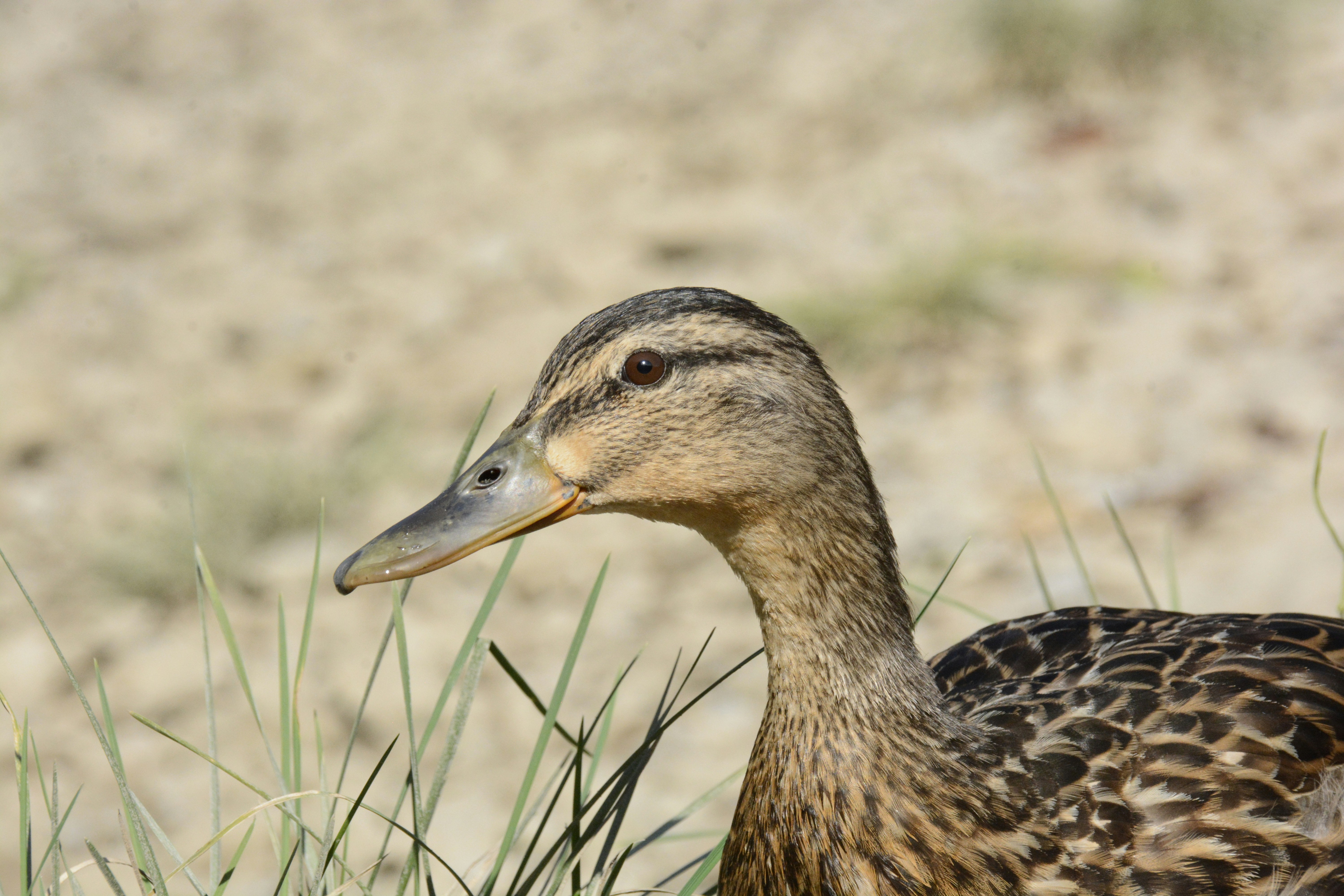 Photo by selvavaleska