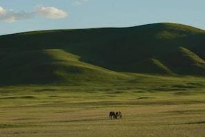 Two horses grazing in a large open field