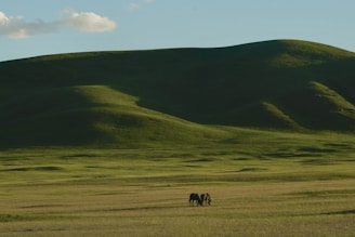 Two horses grazing in a large open field