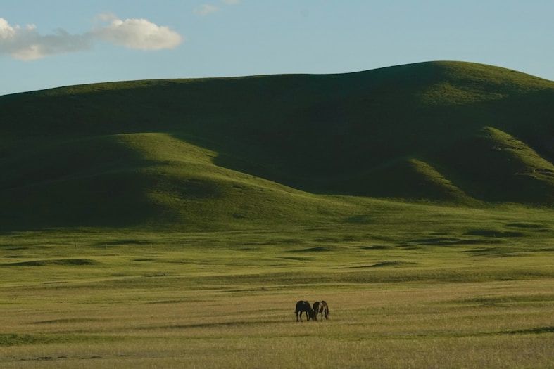 Two horses grazing in a large open field