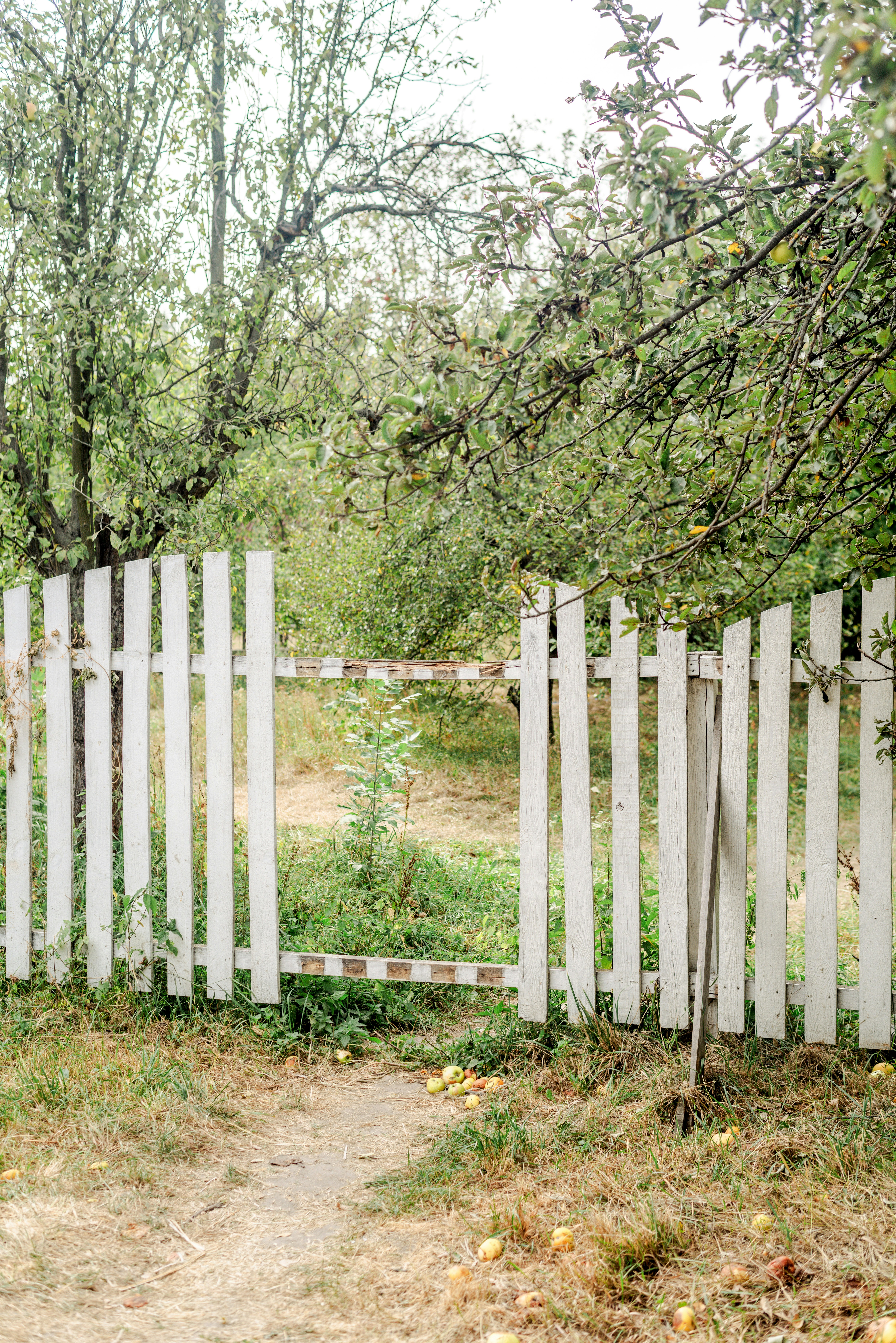A white picket fence in the middle of an apple orchard