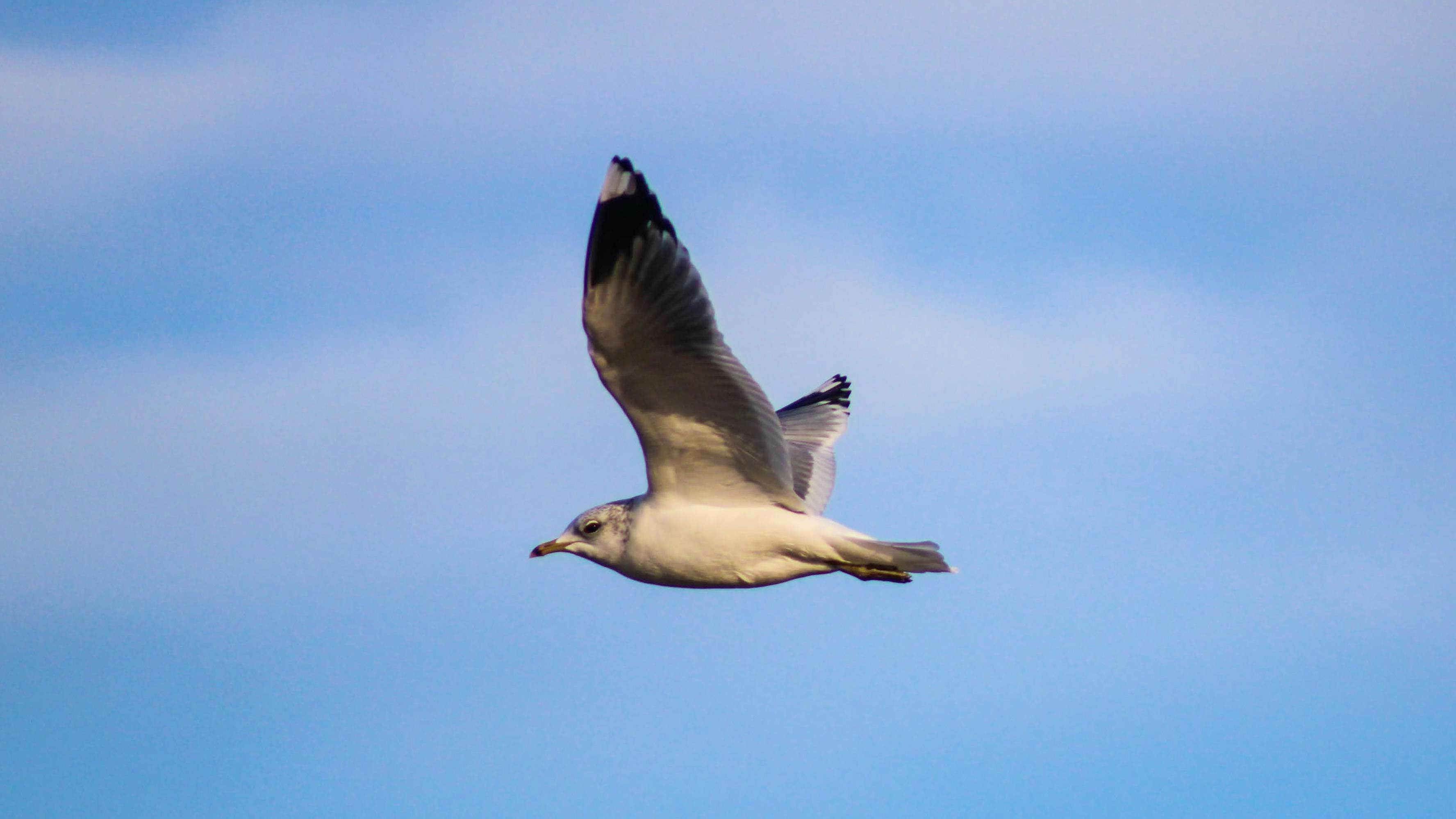 Photo by matheuscavaleiro