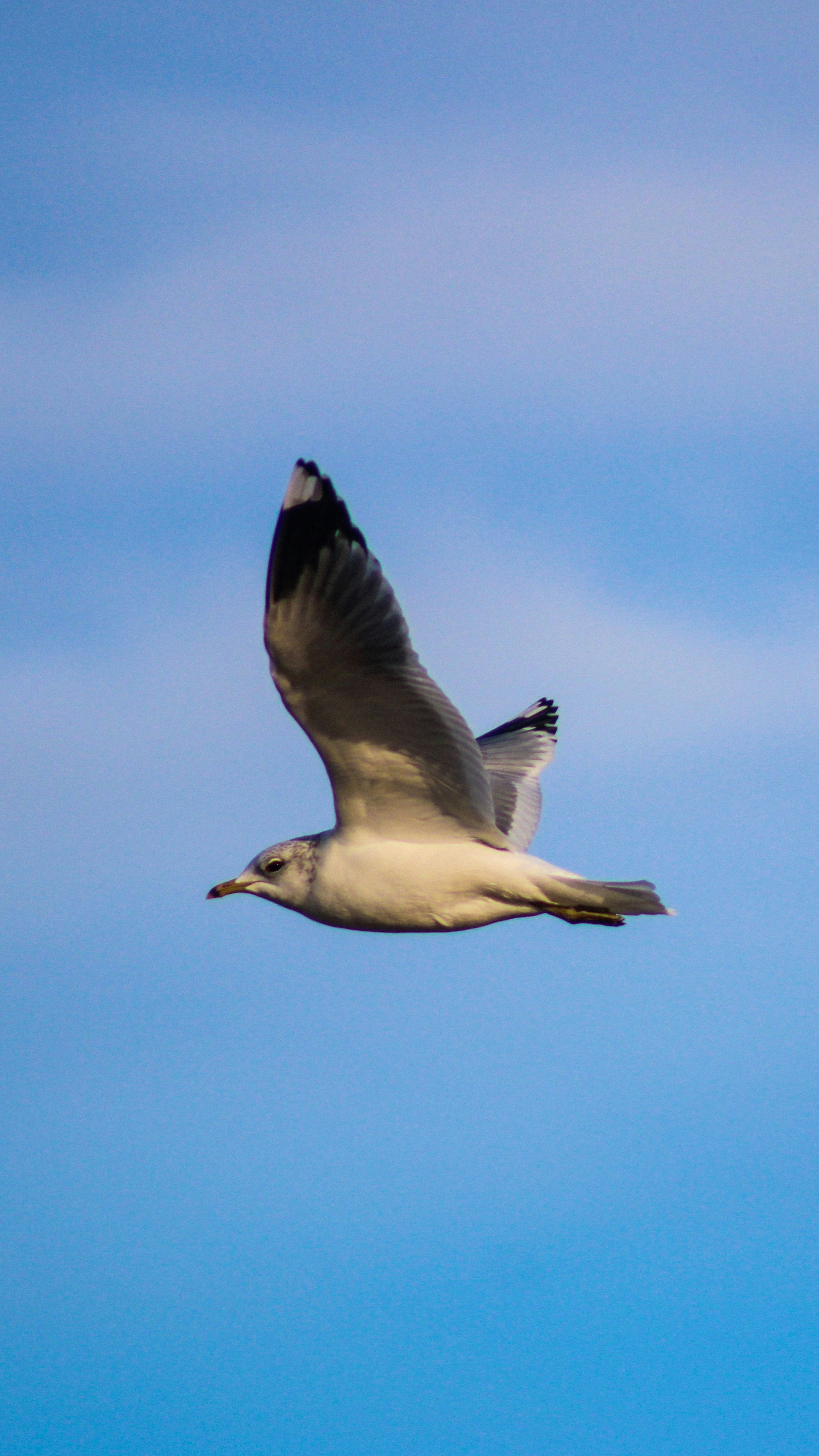 Photo by matheuscavaleiro