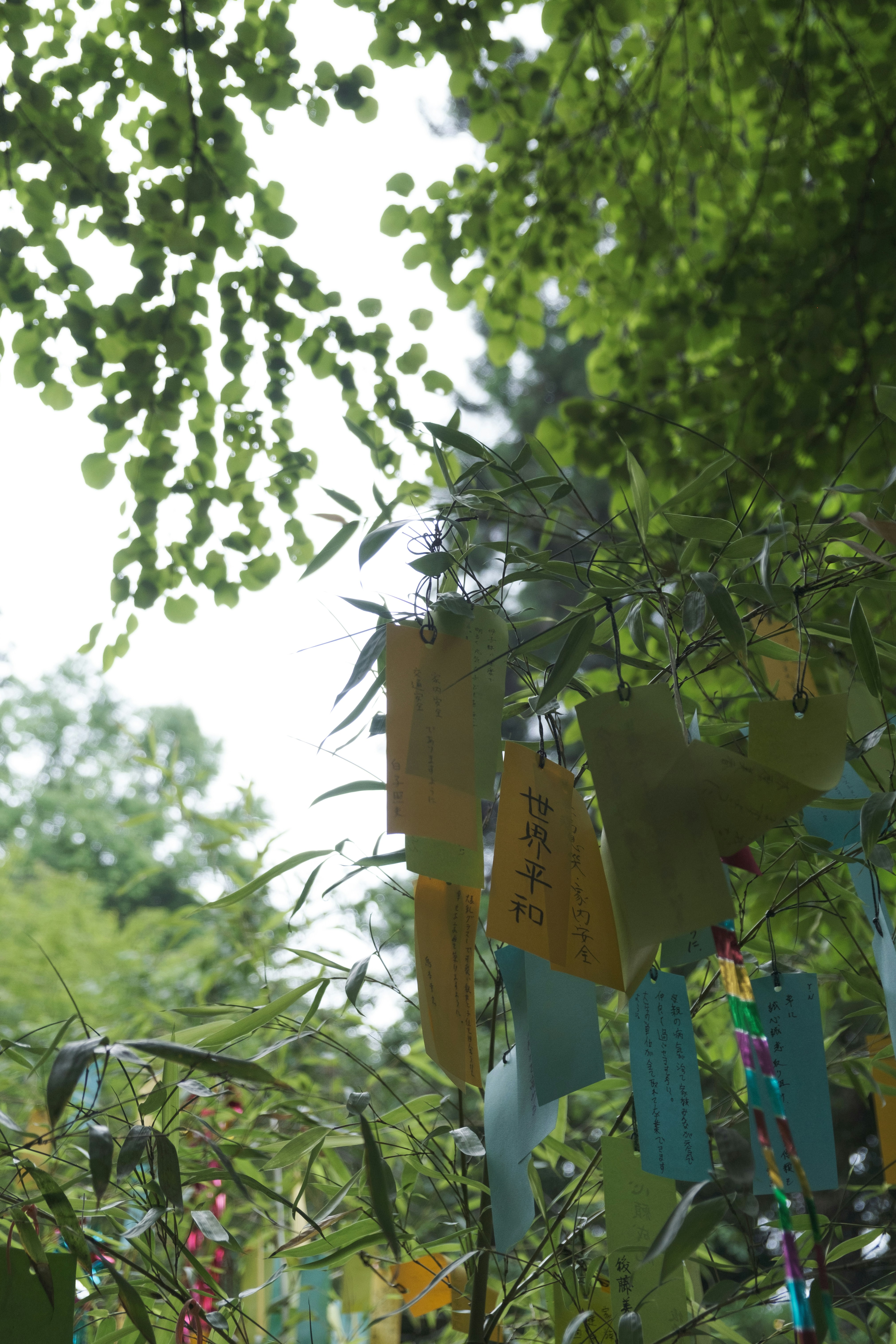 Colorful tanzaku paper wishes hanging from bamboo branches against a twilight sky with soft bokeh lights