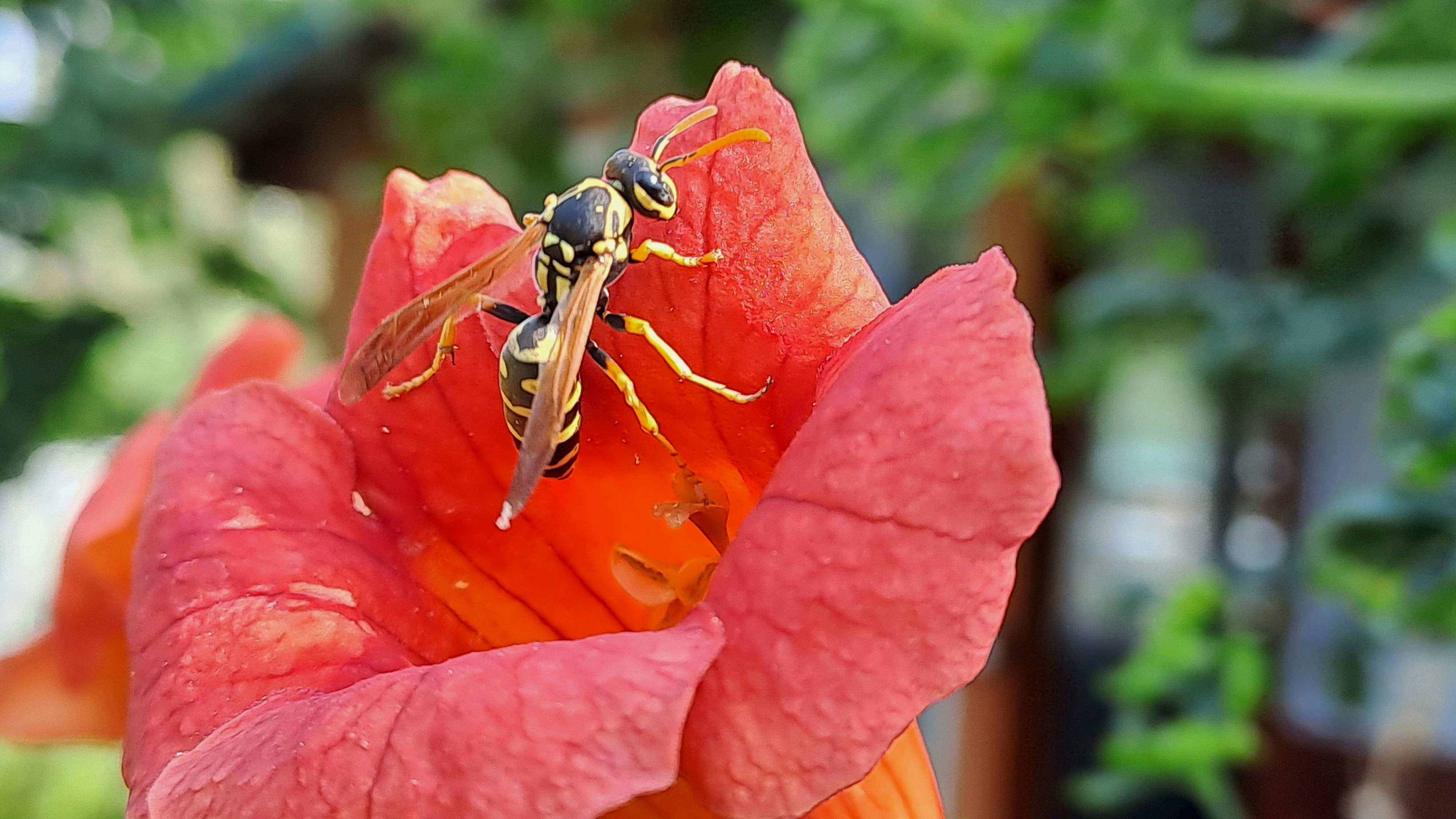 A couple of bees are sitting on a flower