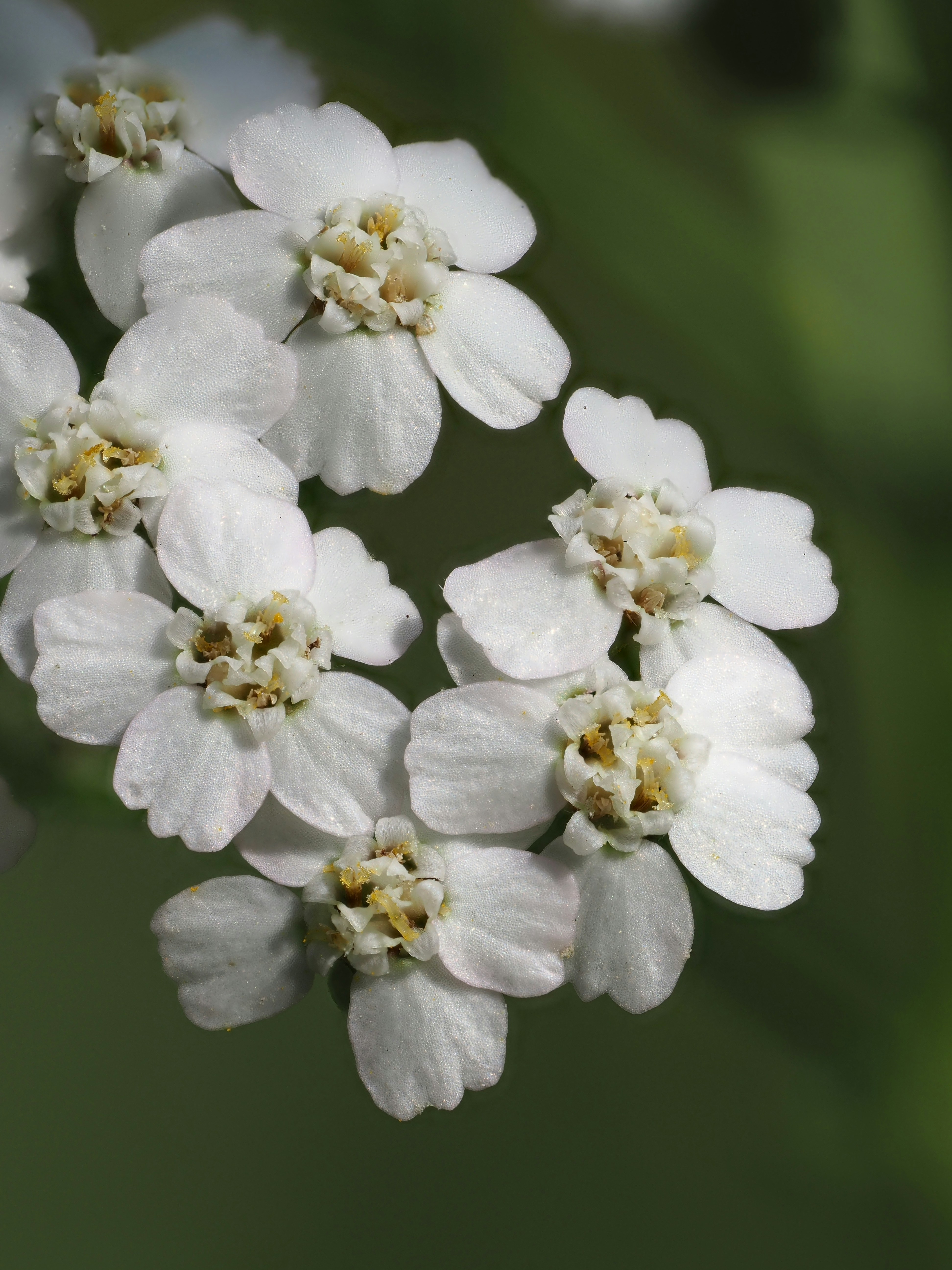 A group of white flowers with green leaves