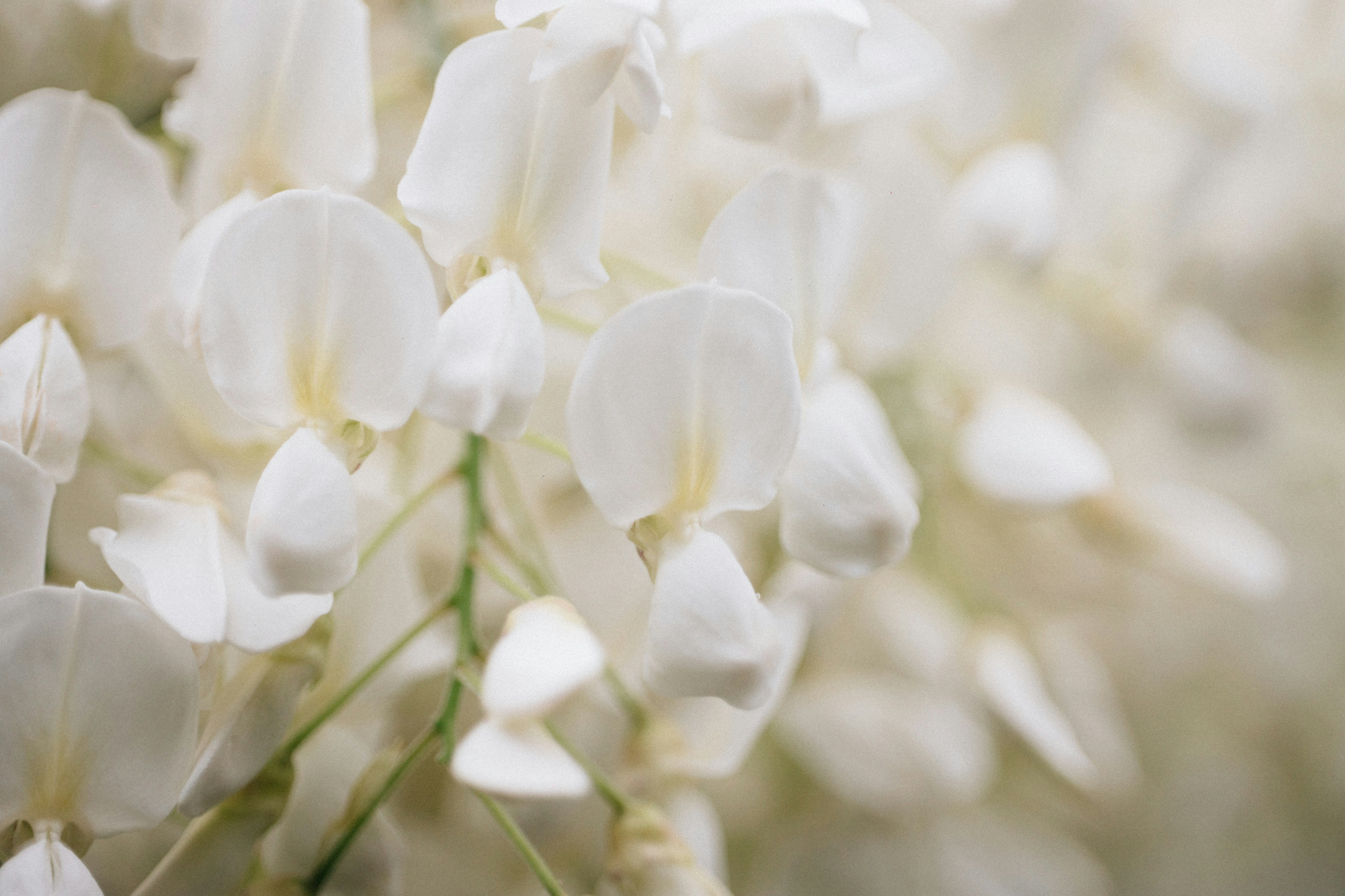 Photo by tsuyoshikozu