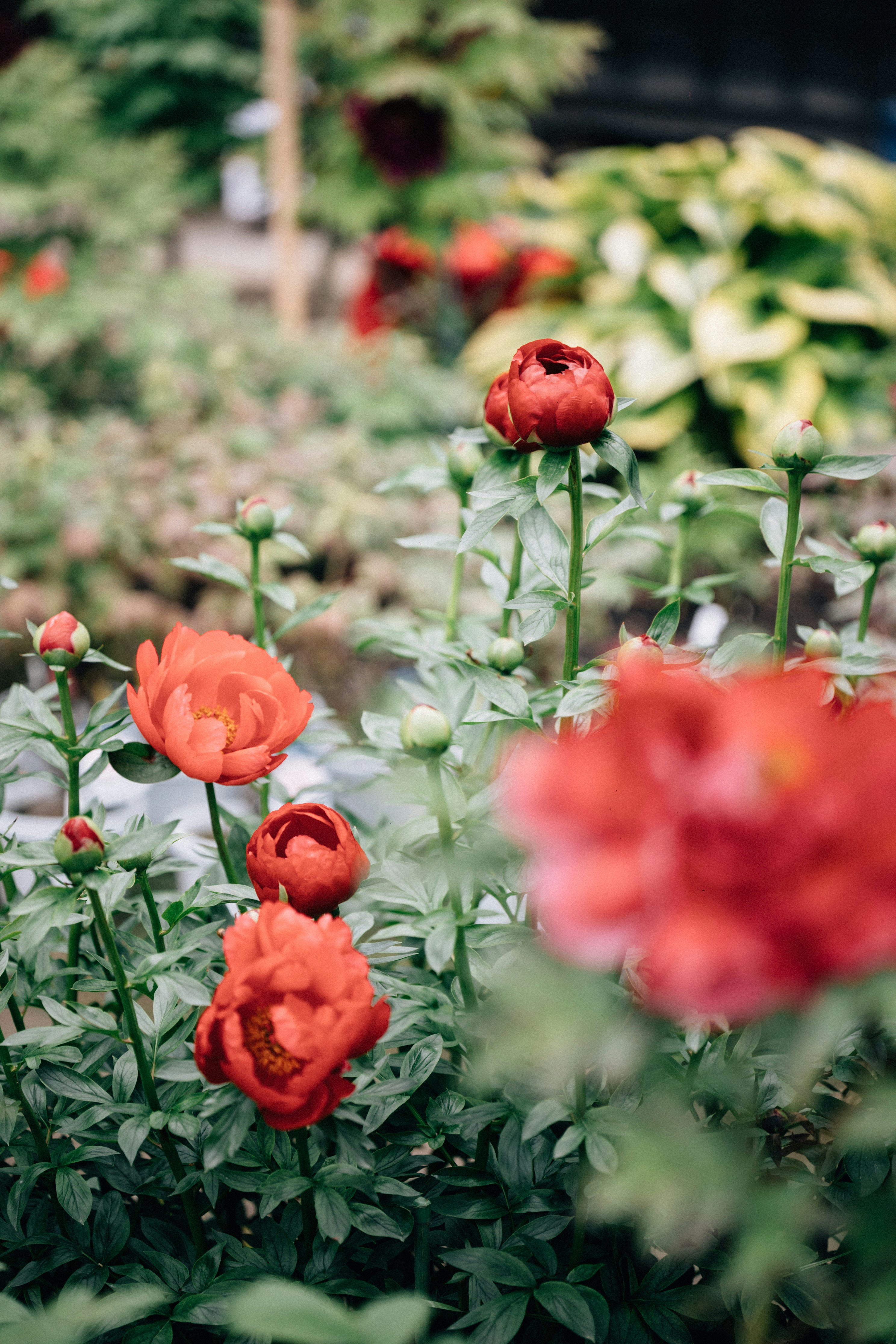 Photo by tsuyoshikozu