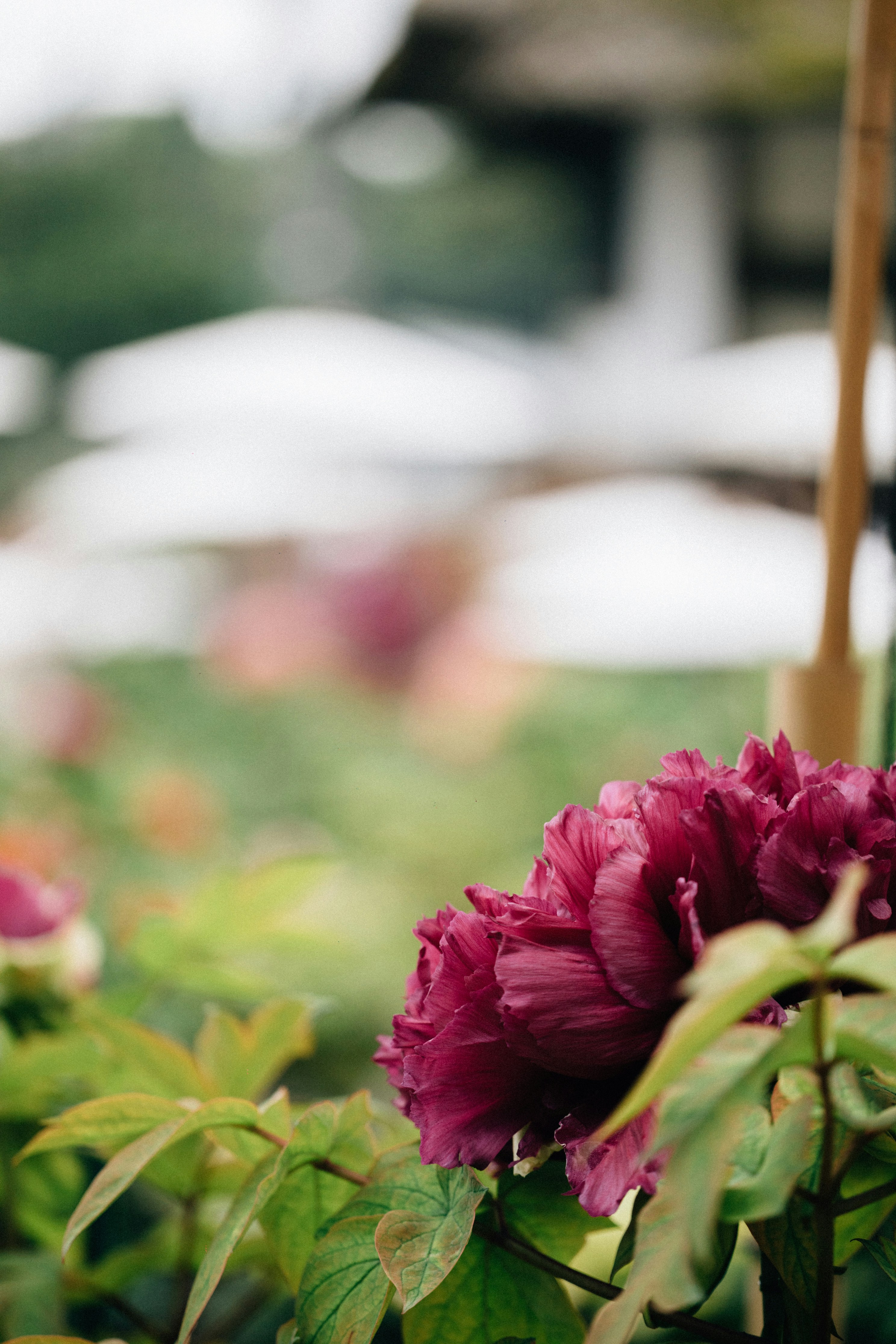 Photo by tsuyoshikozu