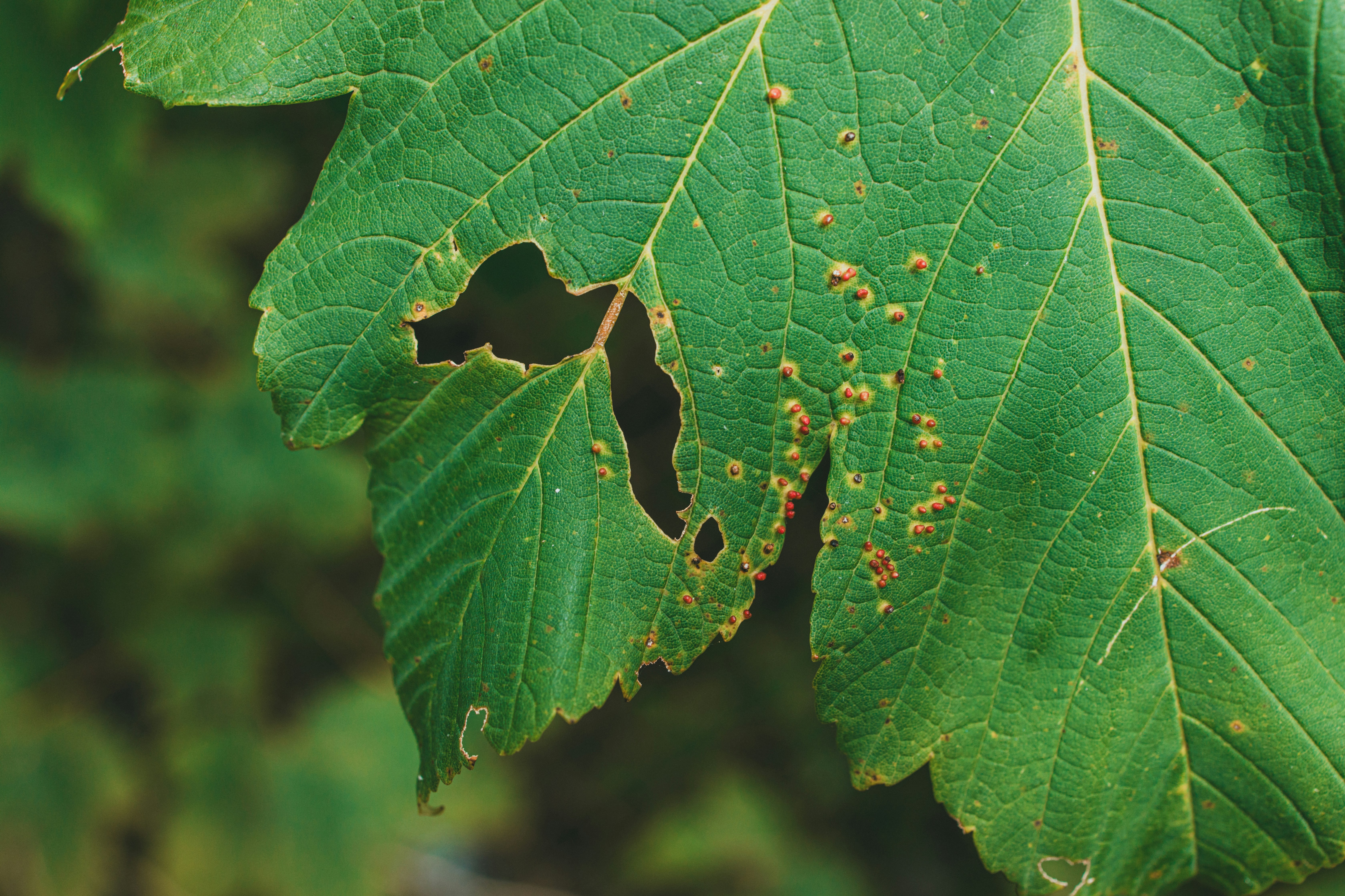 A green leaf with brown spots on it