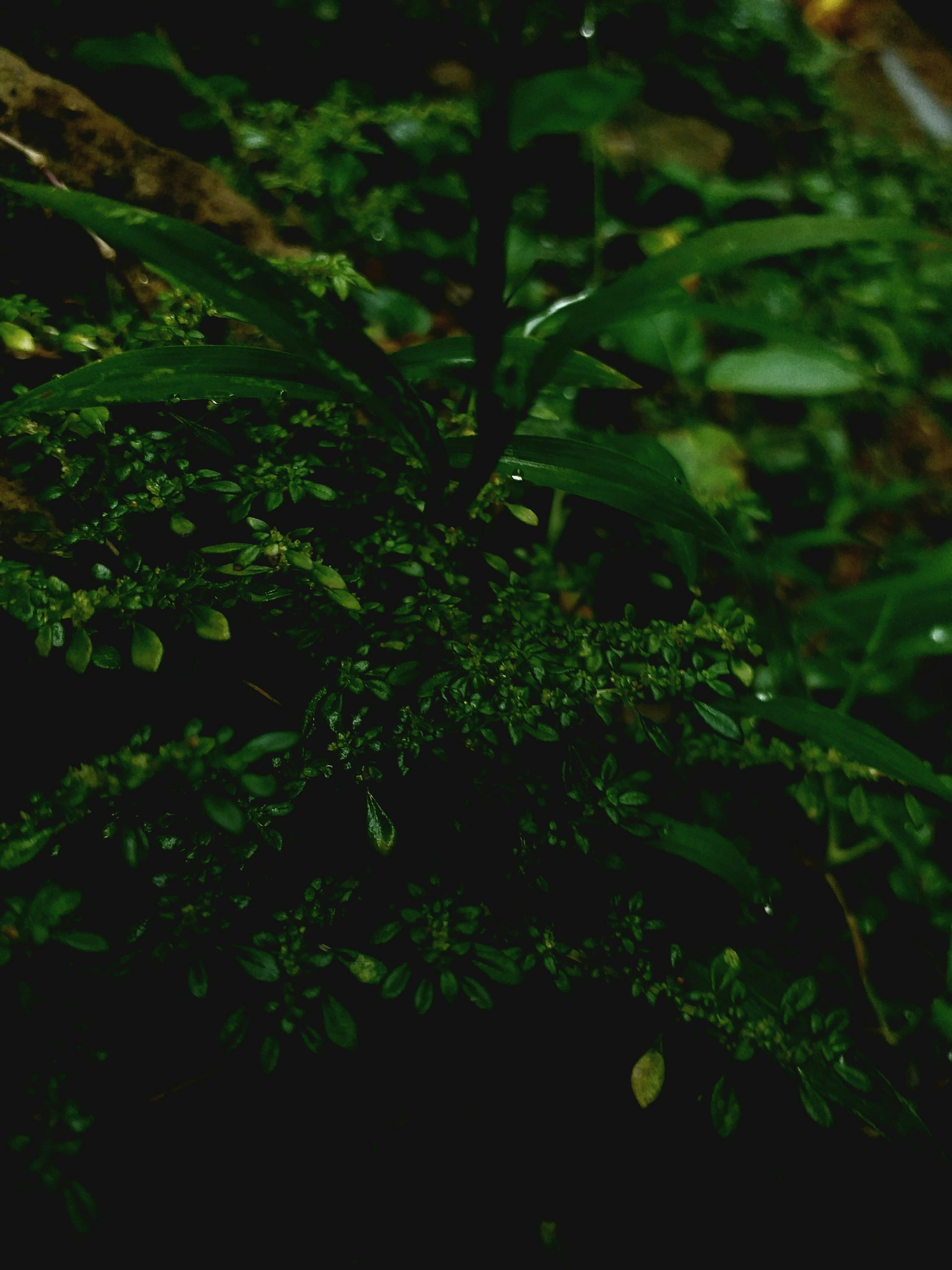 A green plant in the middle of a forest