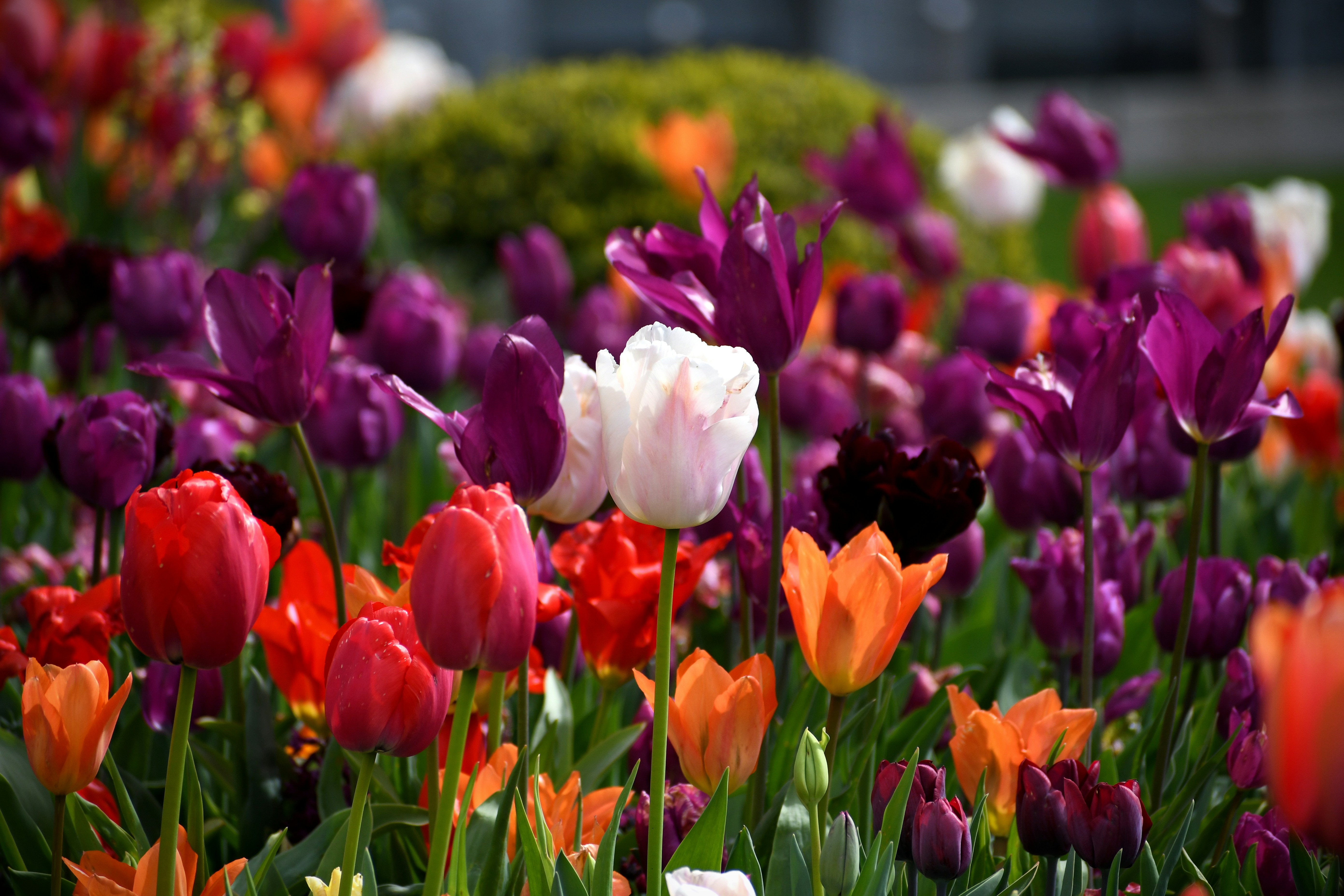 Photo by suncrest_photographer