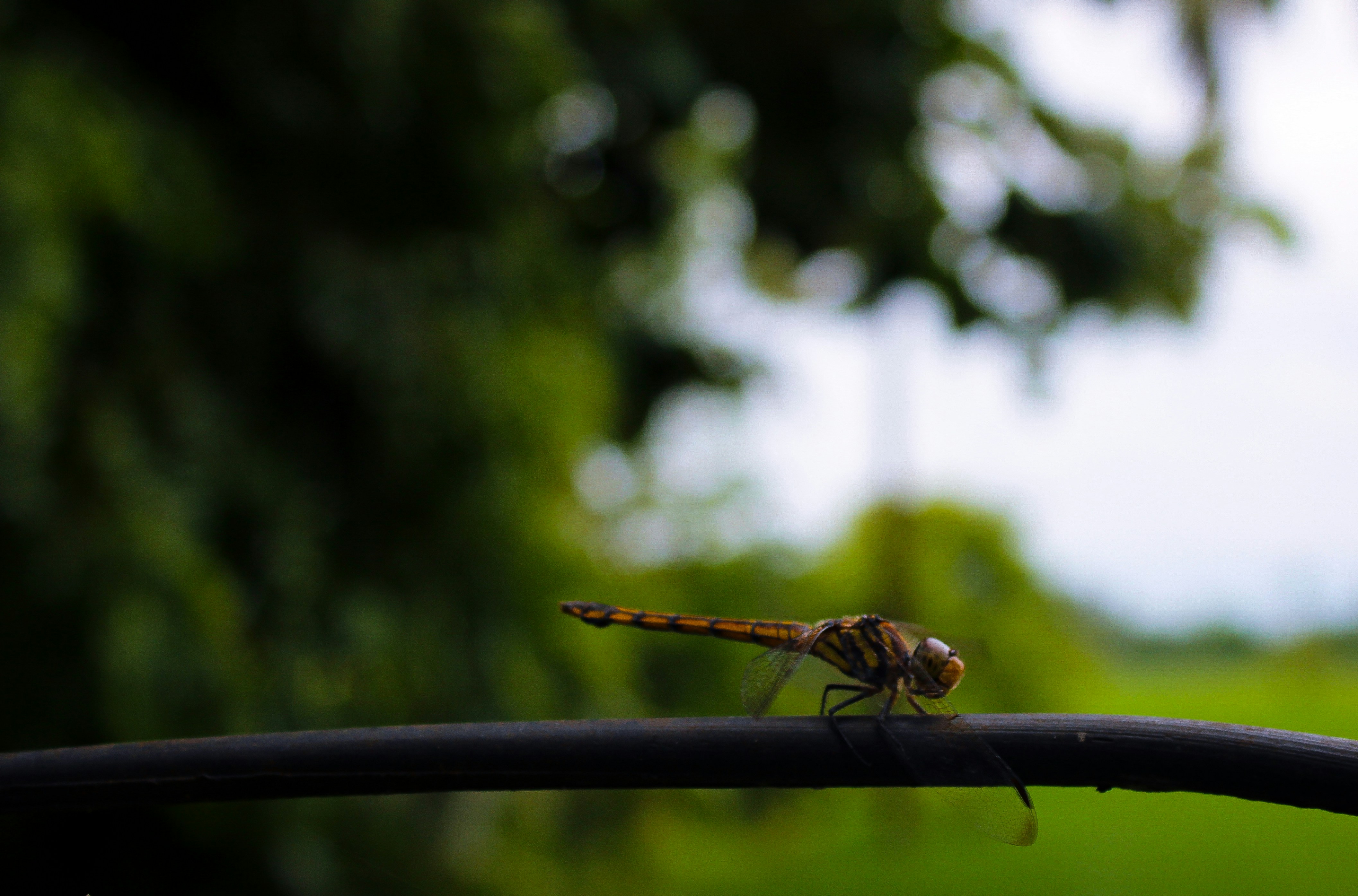 Photo by ebenezer_ebe