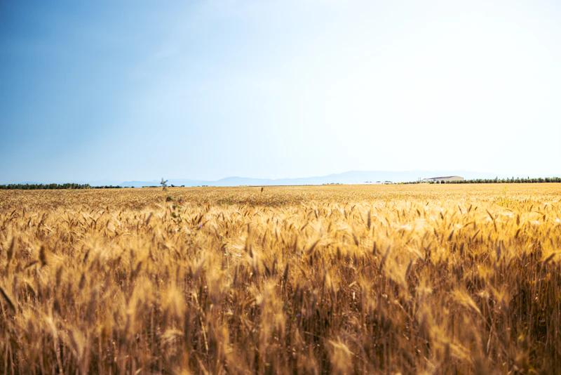 A large field of ripe wheat under a blue sky