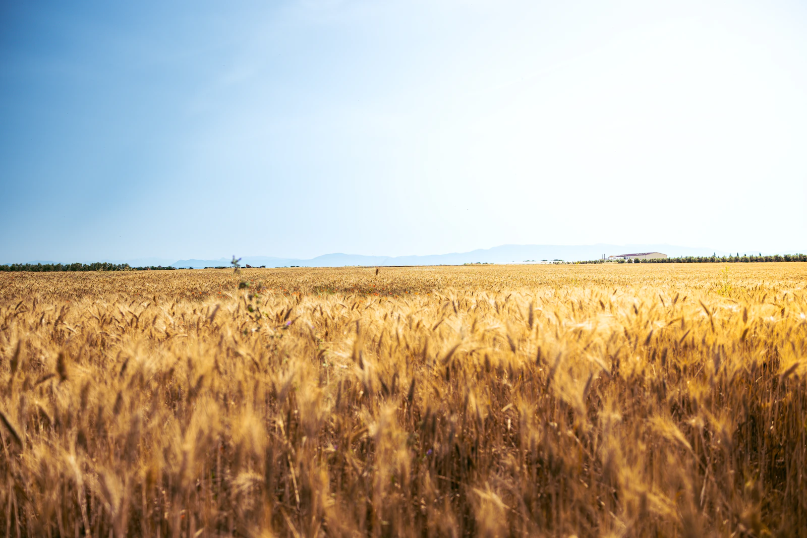 Dératisation à Jouy