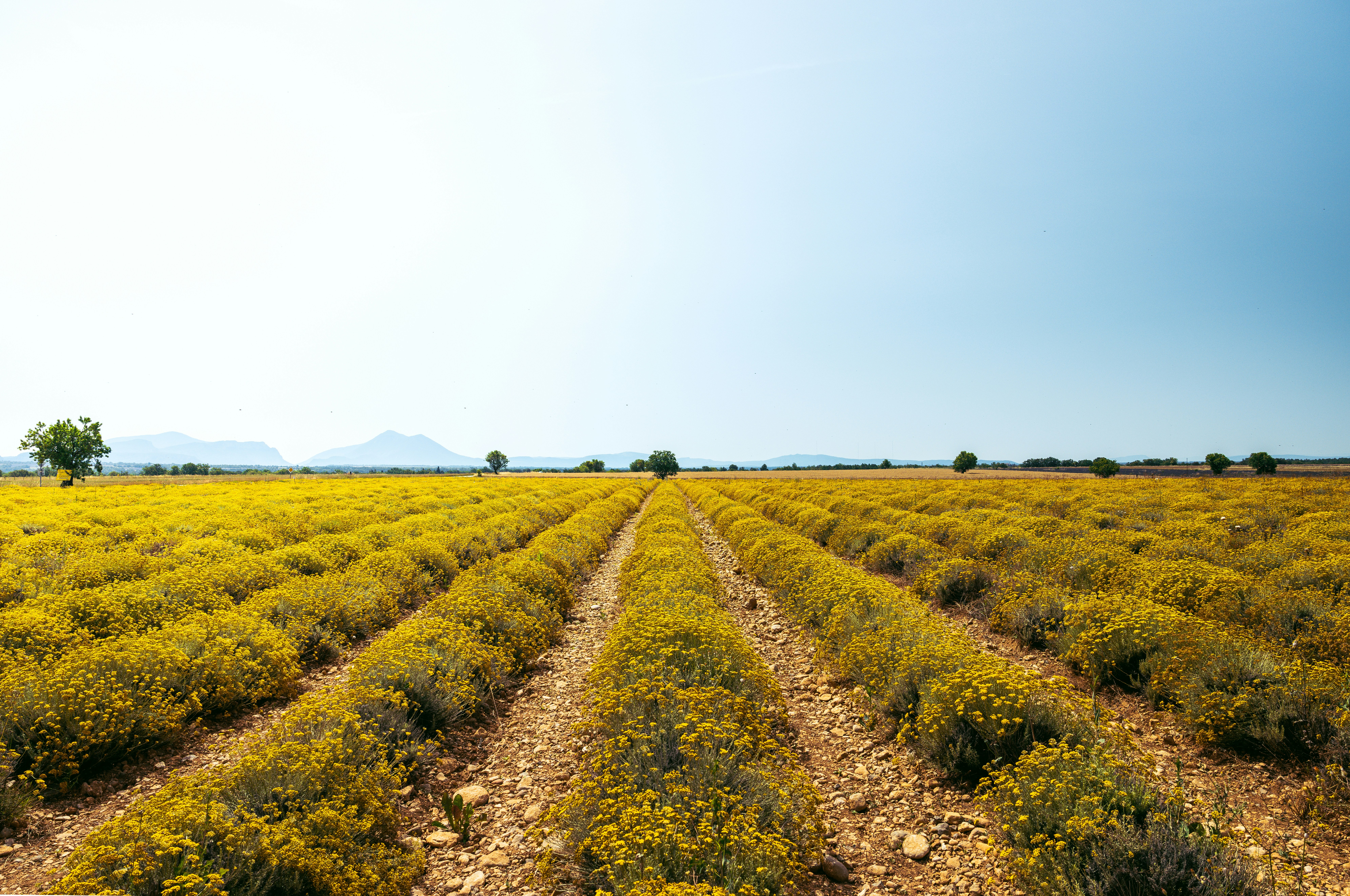 A field of yellow flowers with a blue sky in the background