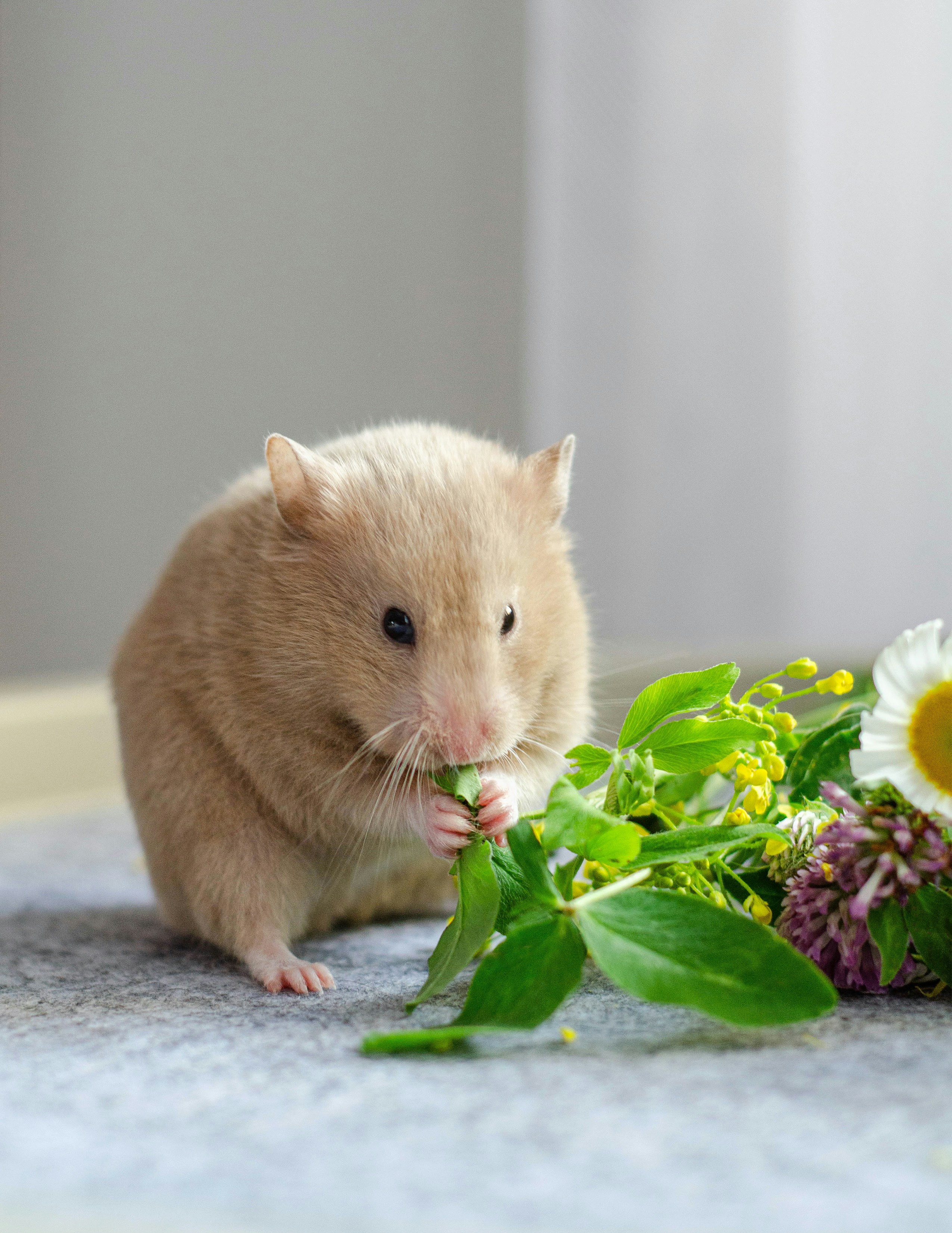 A hamster eating a flower on the floor