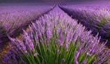 A field of lavender flowers with a purple sky in the background
