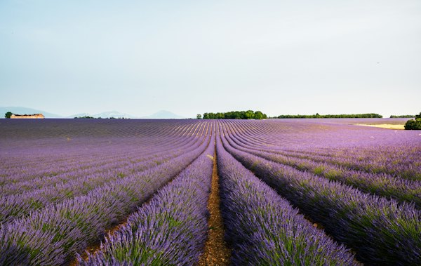 A field of lavender flowers with a sky background — Provence, France