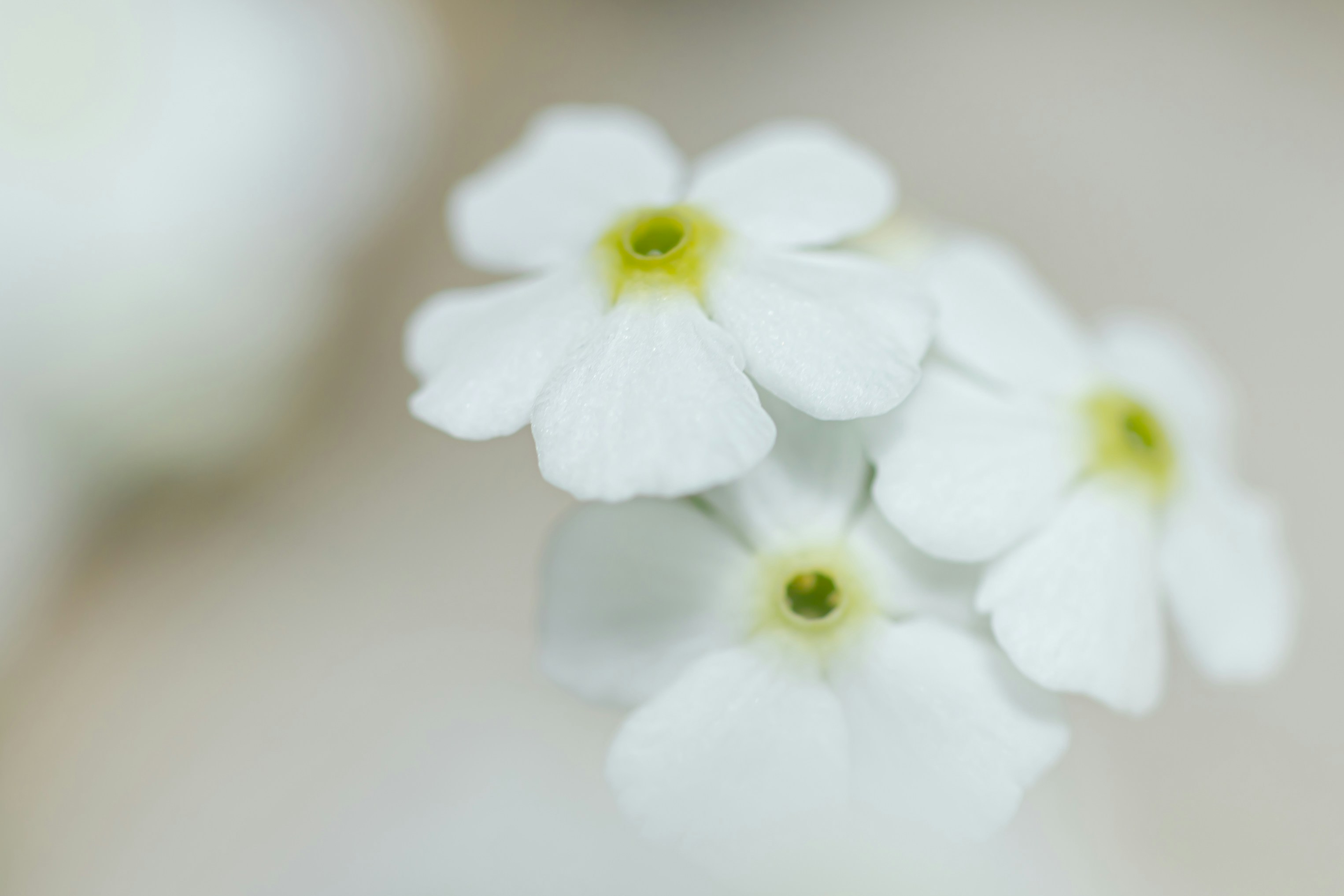 Photo by kamekichi_photos