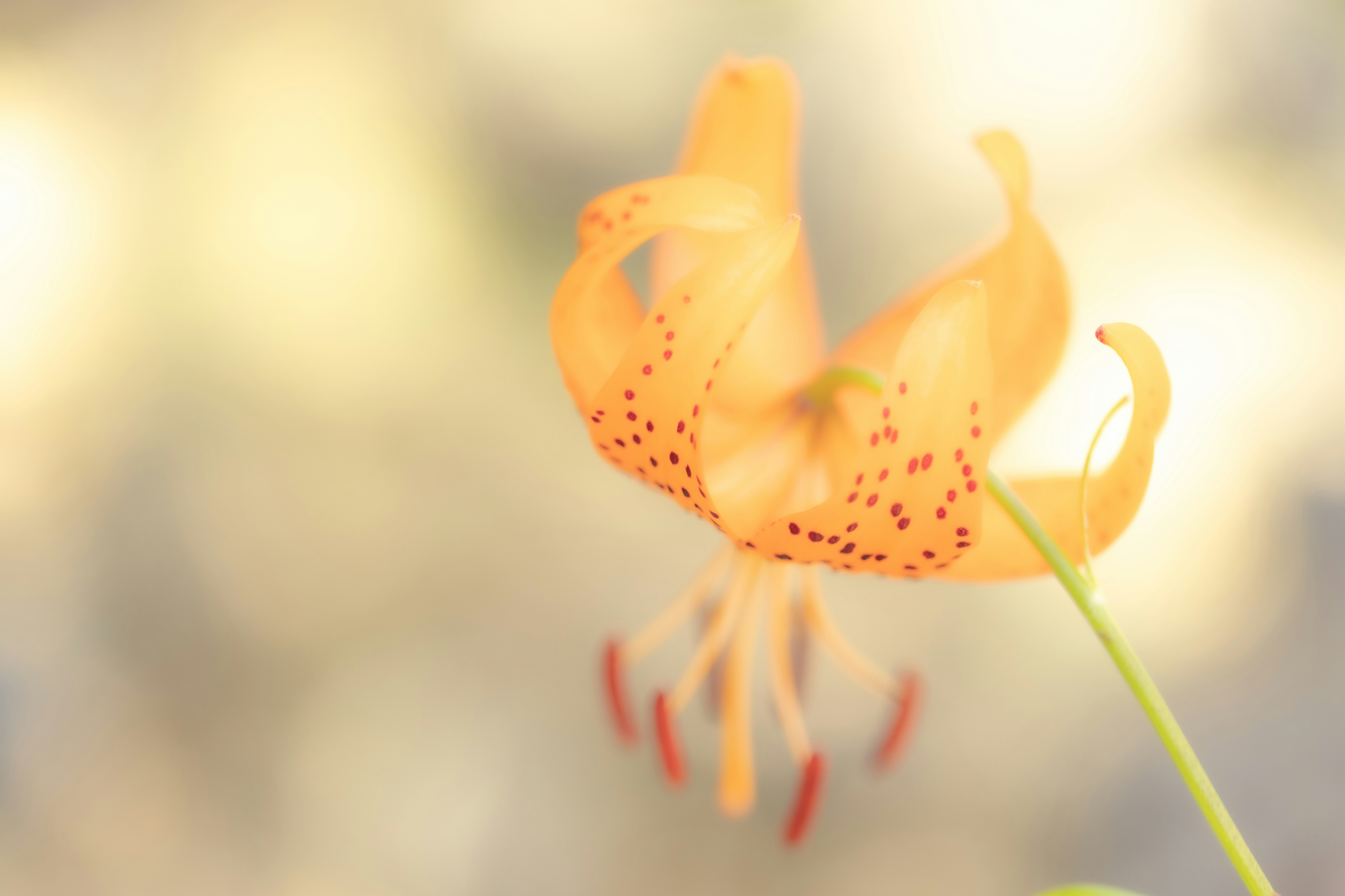 Photo by kamekichi_photos