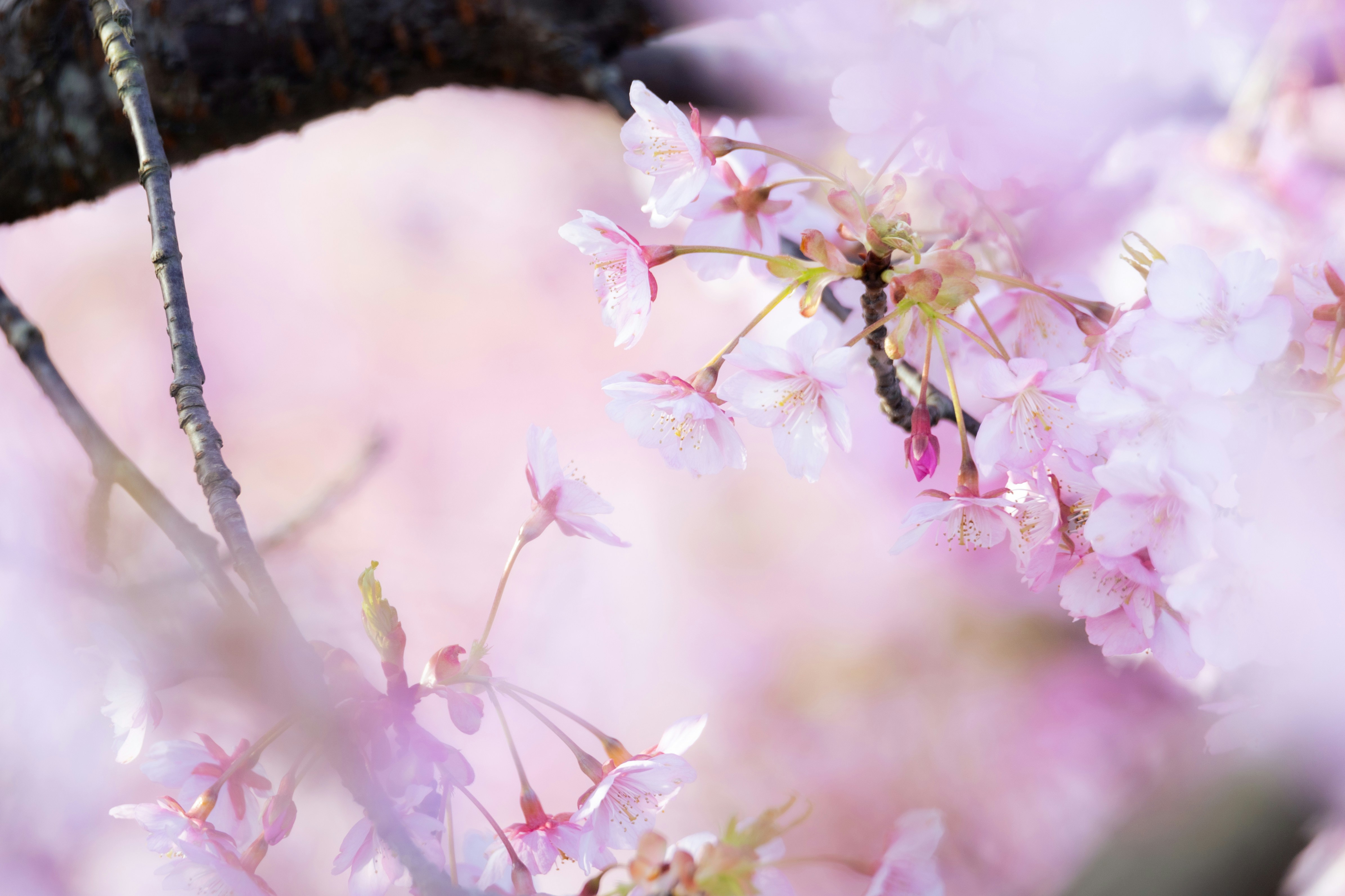 Photo by kamekichi_photos