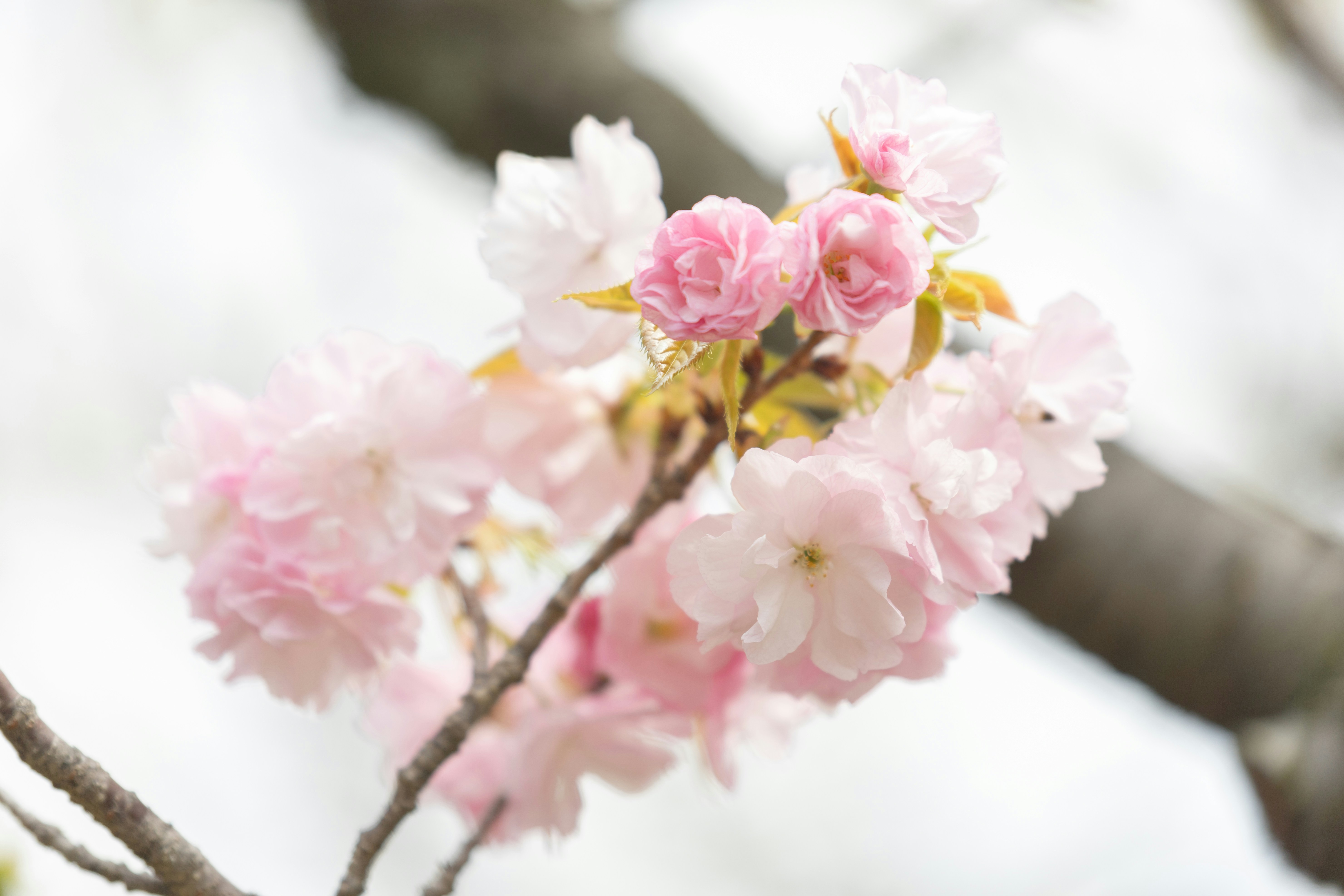 Photo by kamekichi_photos