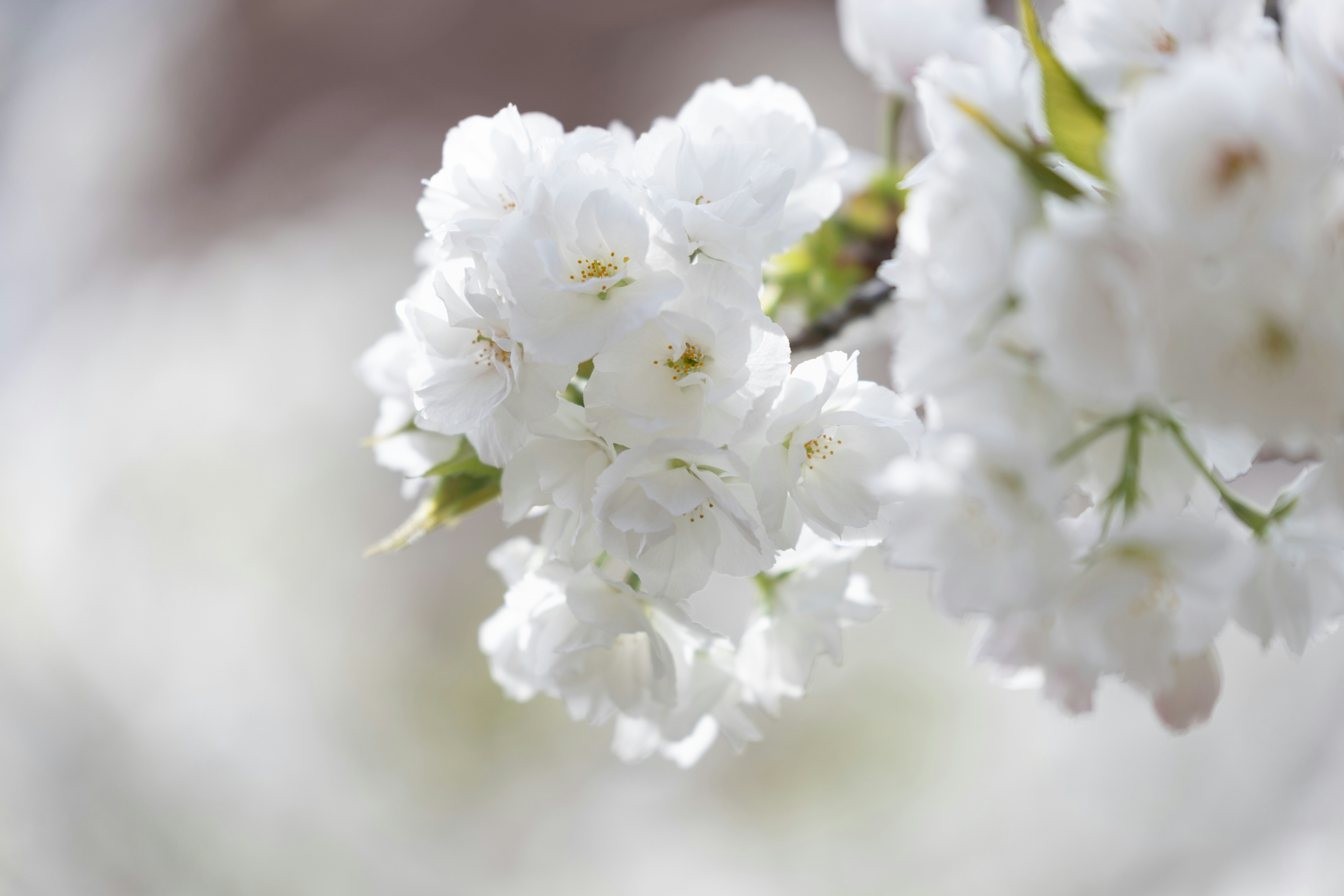 Photo by kamekichi_photos