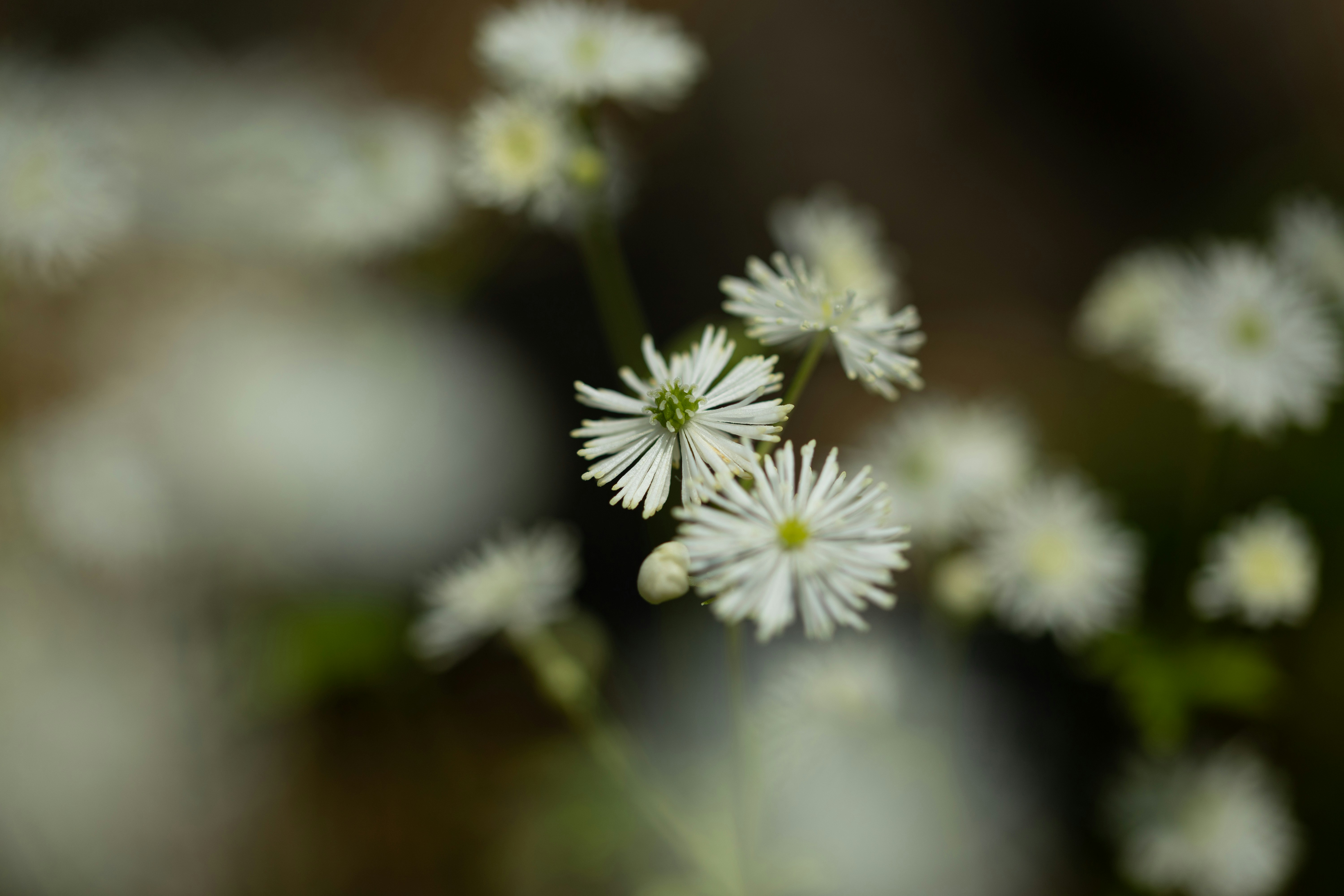 Photo by kamekichi_photos